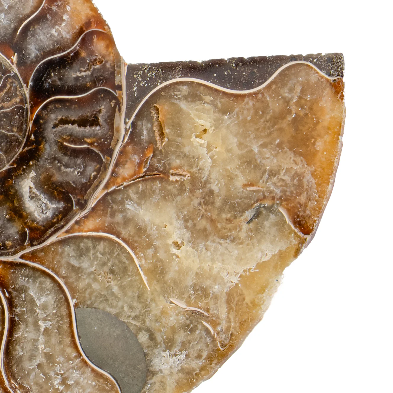 Polished Ammonite Split Pair - 3.446" Cleoniceras - Image 3