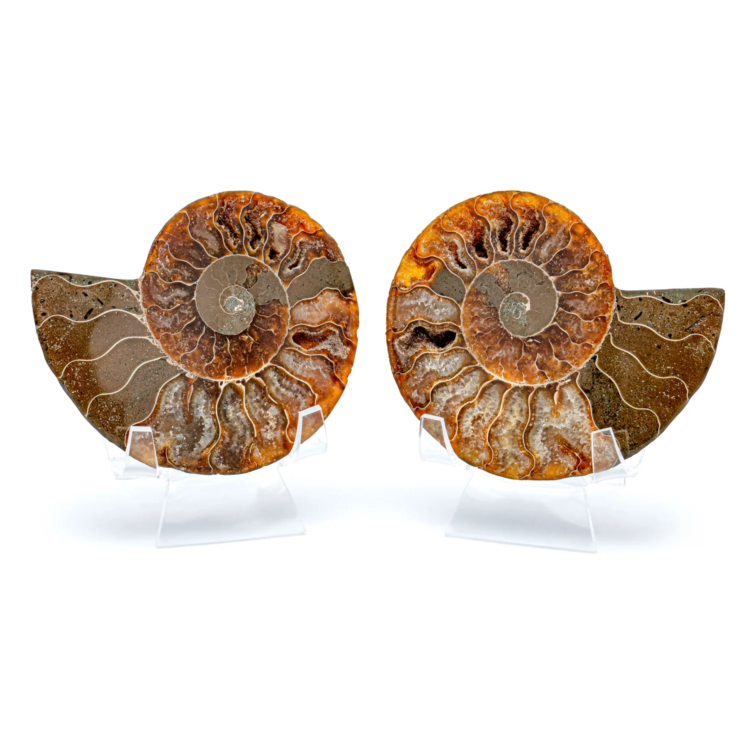 Polished Ammonite Split Pair - SOLD 3.45" Cleoniceras