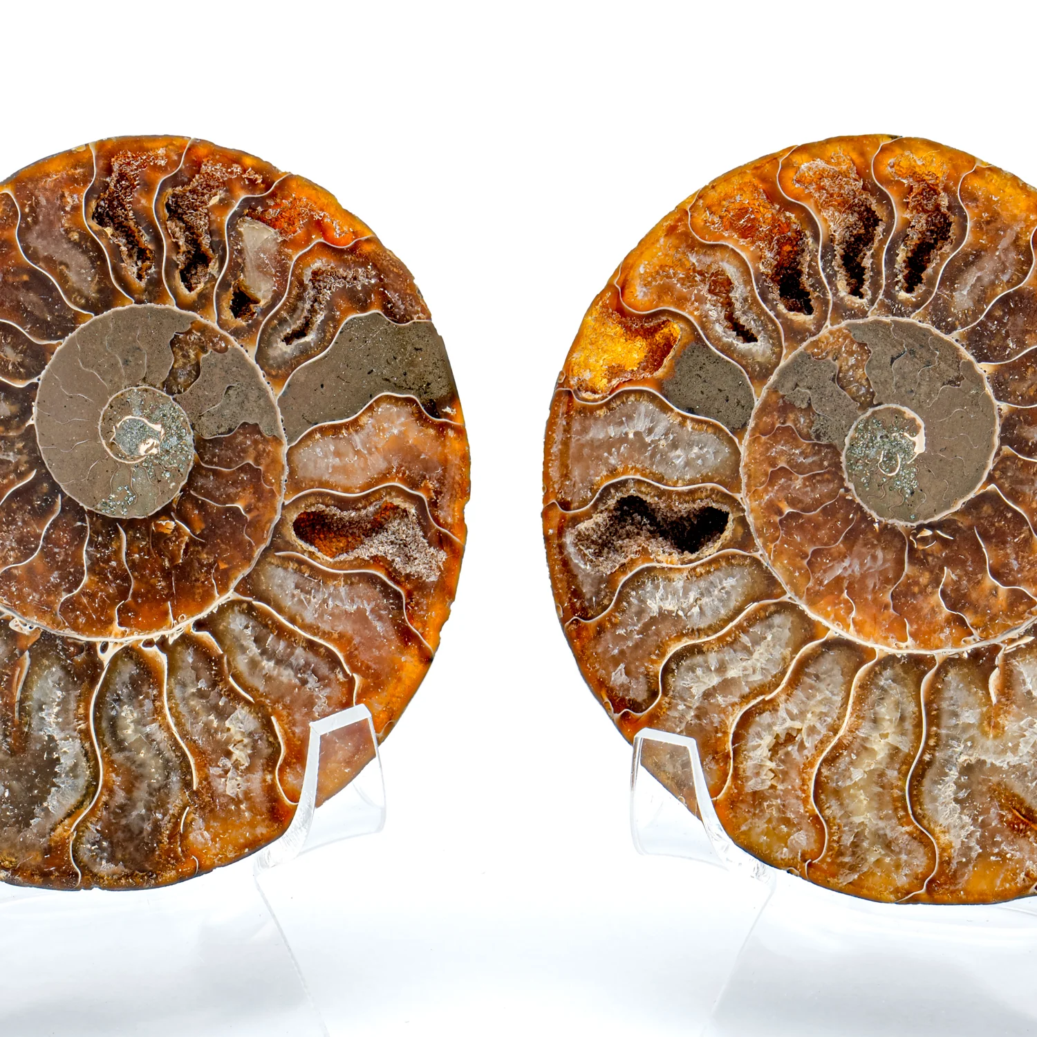 Polished Ammonite Split Pair - SOLD 3.45" Cleoniceras - Image 2