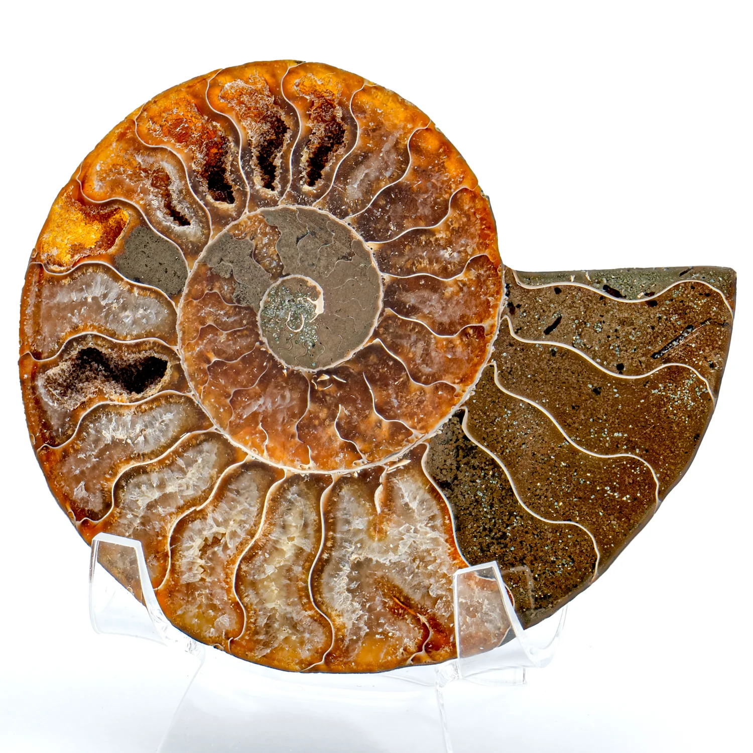 Polished Ammonite Split Pair - SOLD 3.45" Cleoniceras - Image 3