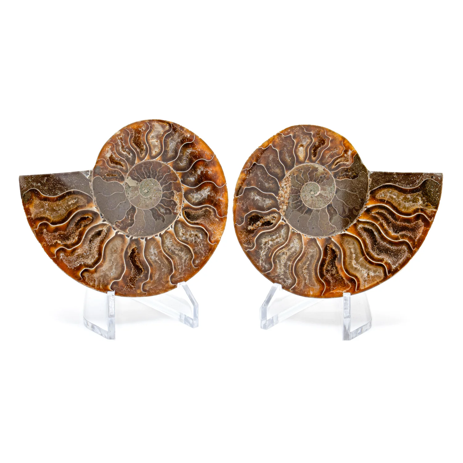 Polished Ammonite Split Pair - 3.461" Cleoniceras