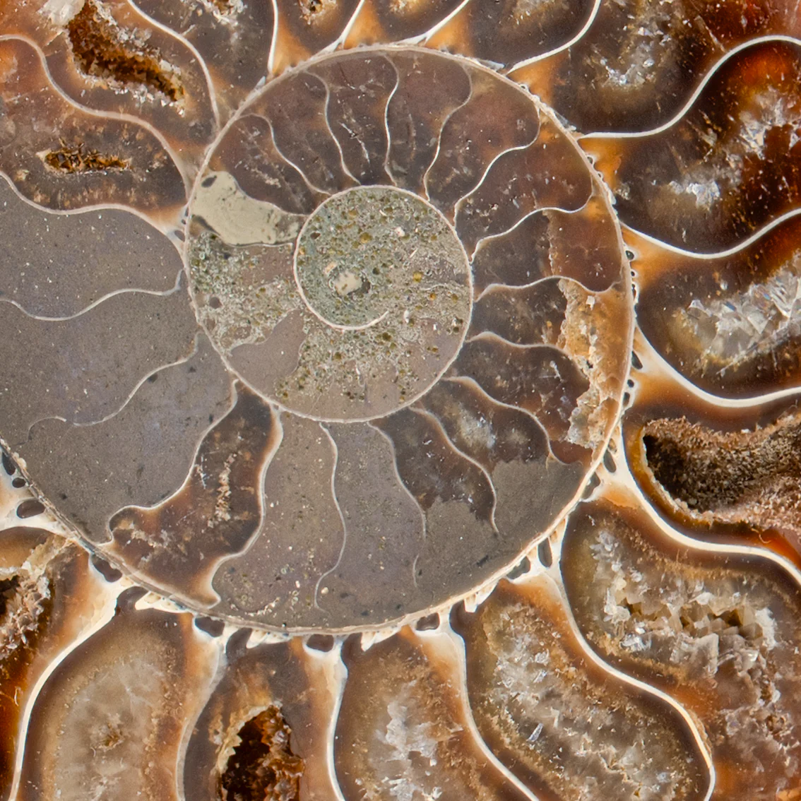 Polished Ammonite Split Pair - 3.461" Cleoniceras - Image 2