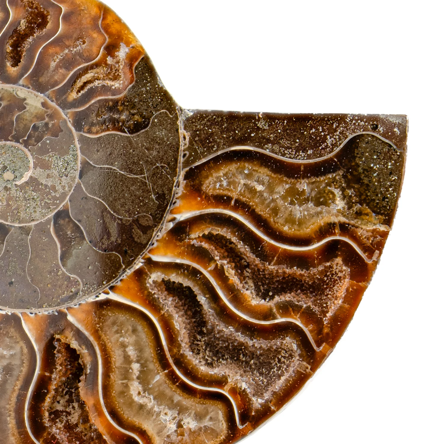 Polished Ammonite Split Pair - 3.461" Cleoniceras - Image 3