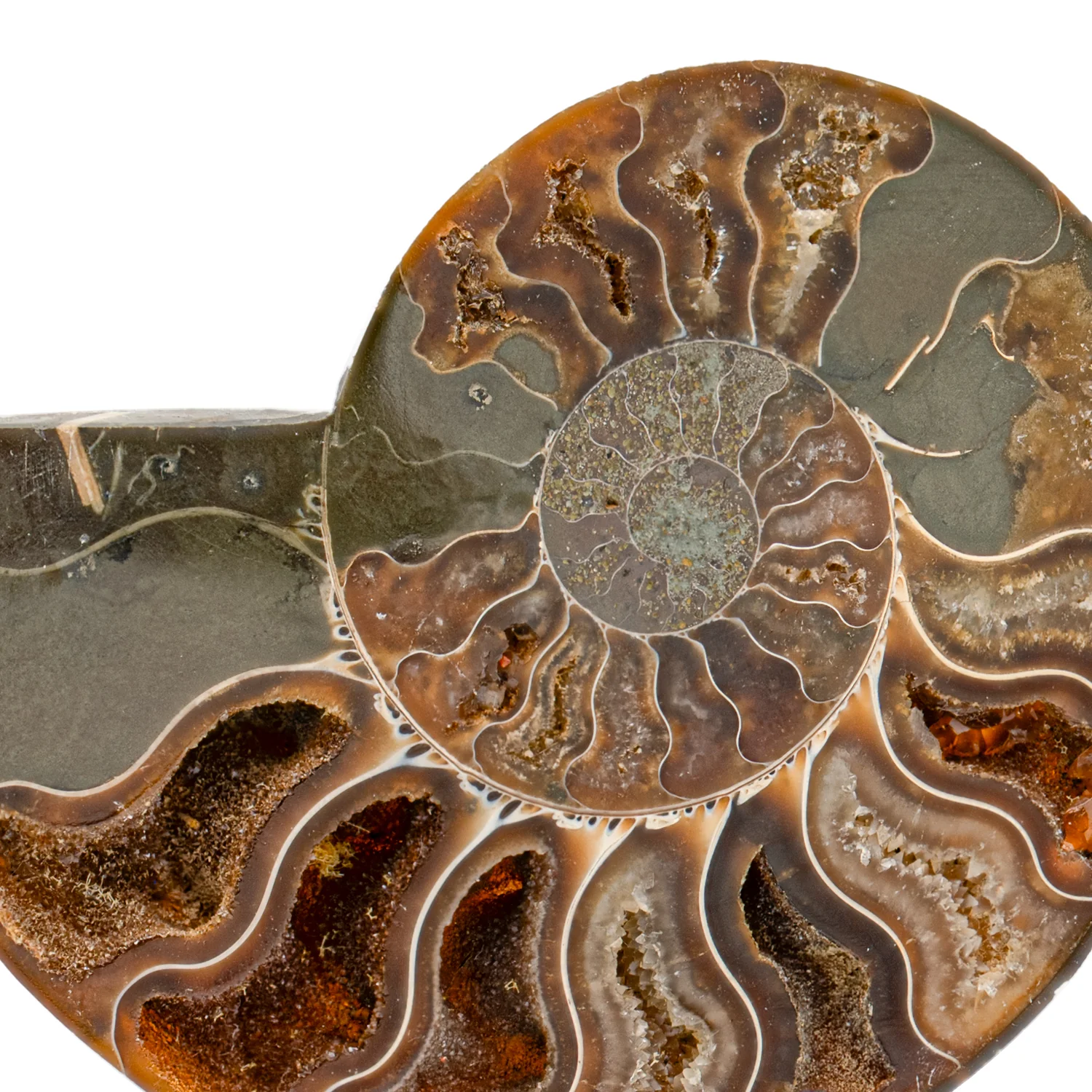 Polished Ammonite Split Pair - 3.465" Cleoniceras - Image 2