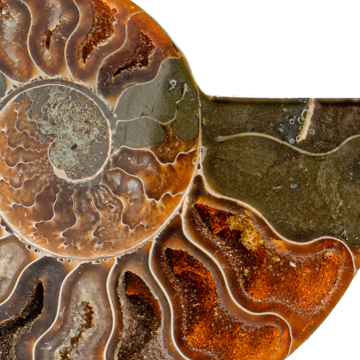 Polished Ammonite Split Pair - 3.465" Cleoniceras - Image 3