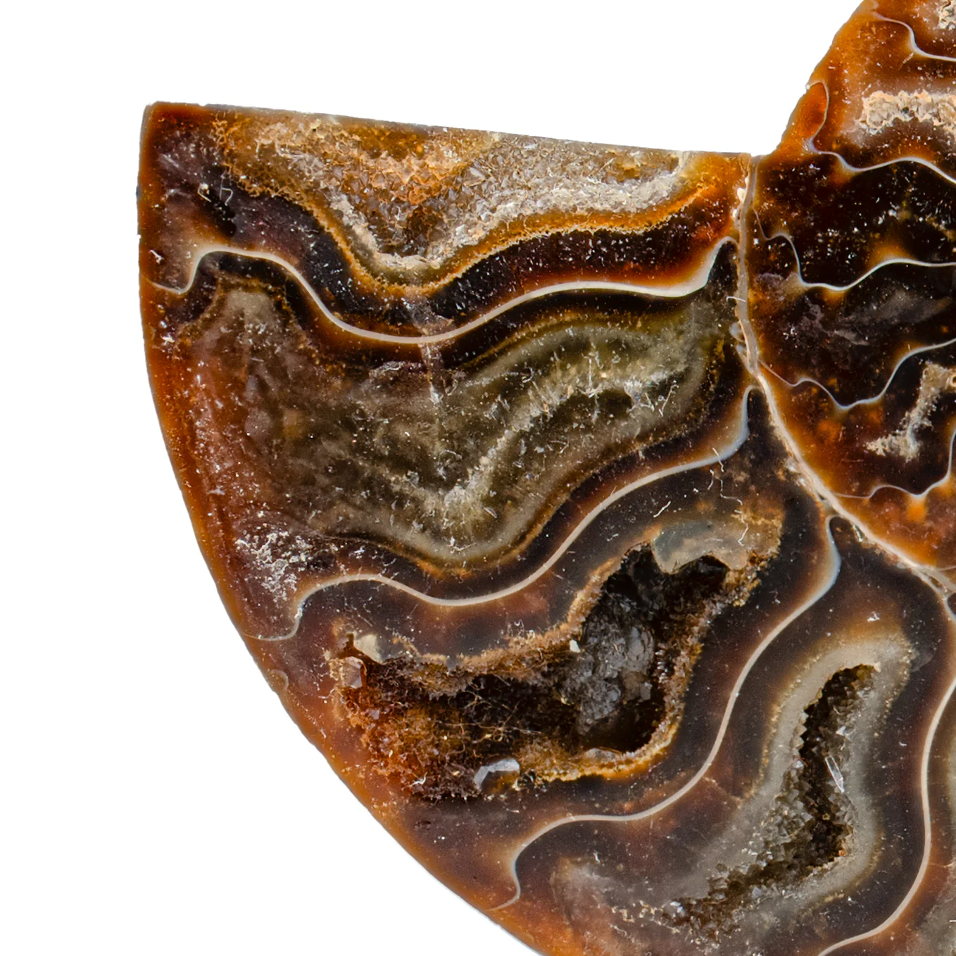 Polished Ammonite Split Pair - 3.544" Cleoniceras - Image 2