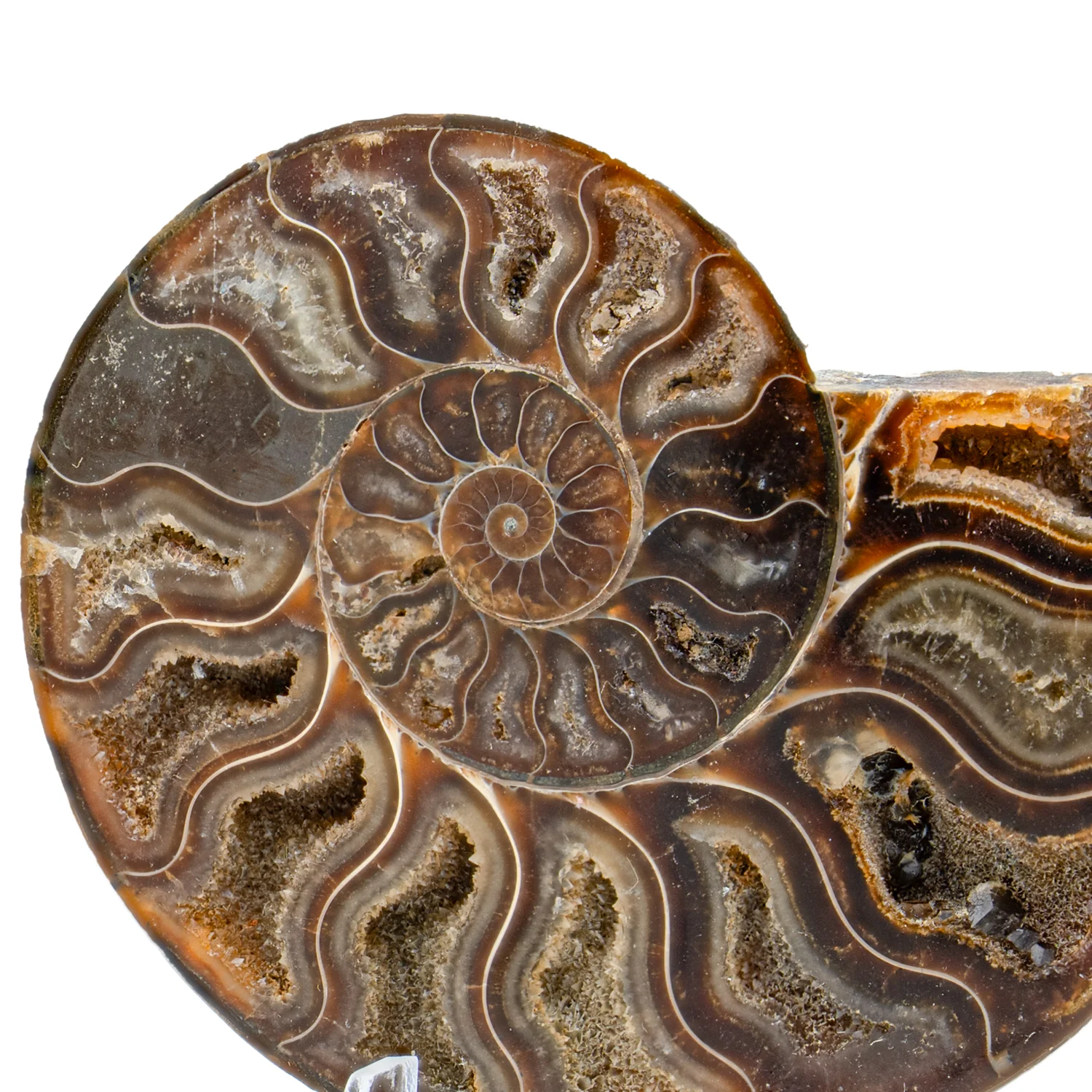 Polished Ammonite Split Pair - 3.544" Cleoniceras - Image 3