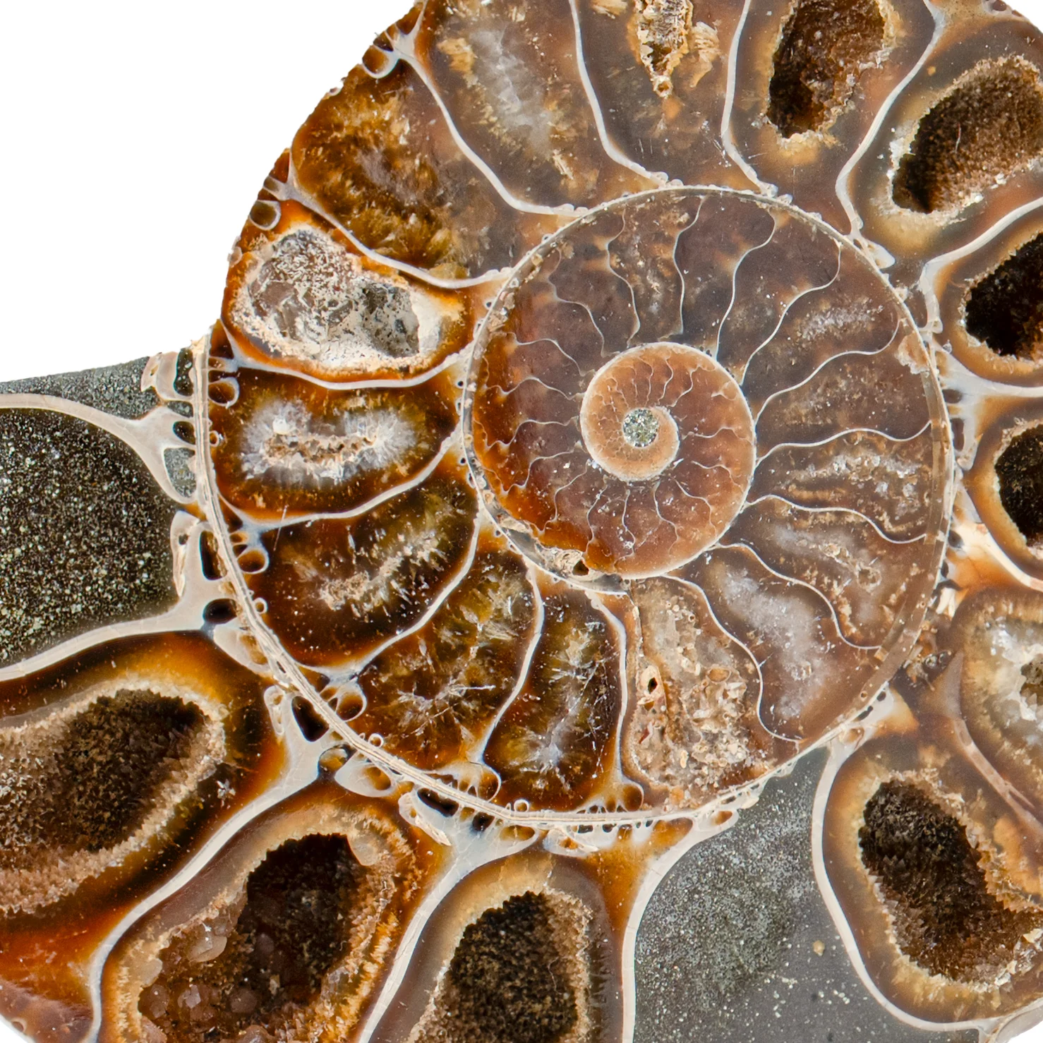 Polished Ammonite Split Pair - 3.556" Cleoniceras - Image 2