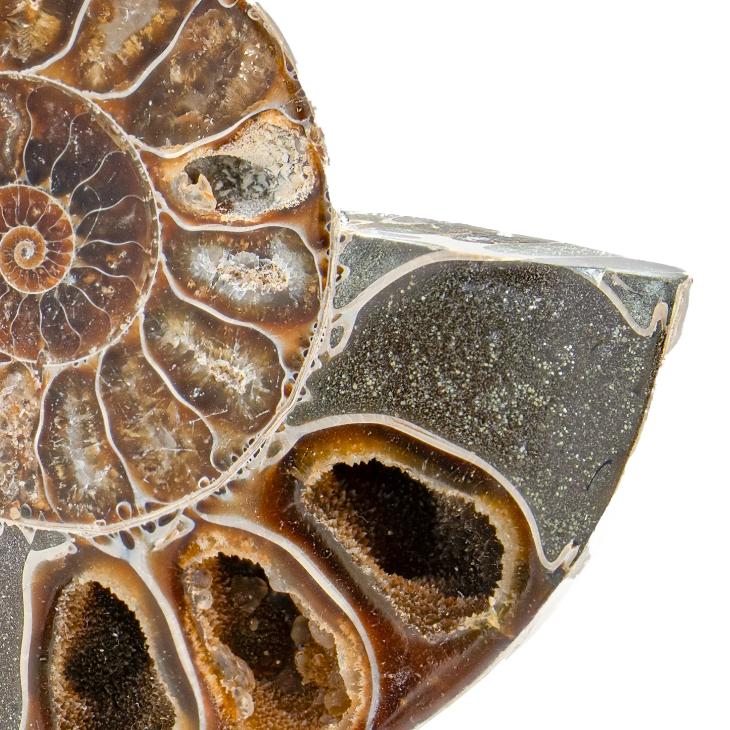 Polished Ammonite Split Pair - 3.556" Cleoniceras - Image 3