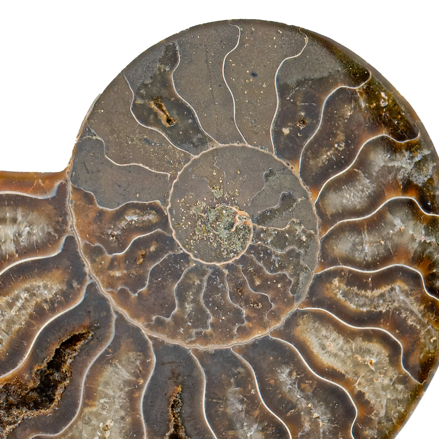 Polished Ammonite Split Pair - 3.608" Cleoniceras - Image 2