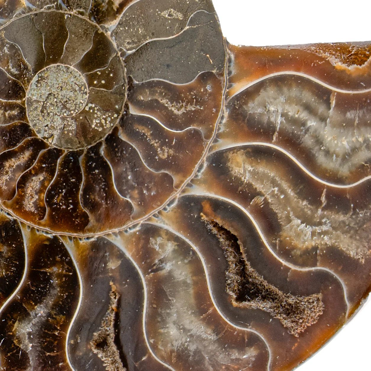 Polished Ammonite Split Pair - 3.608" Cleoniceras - Image 3