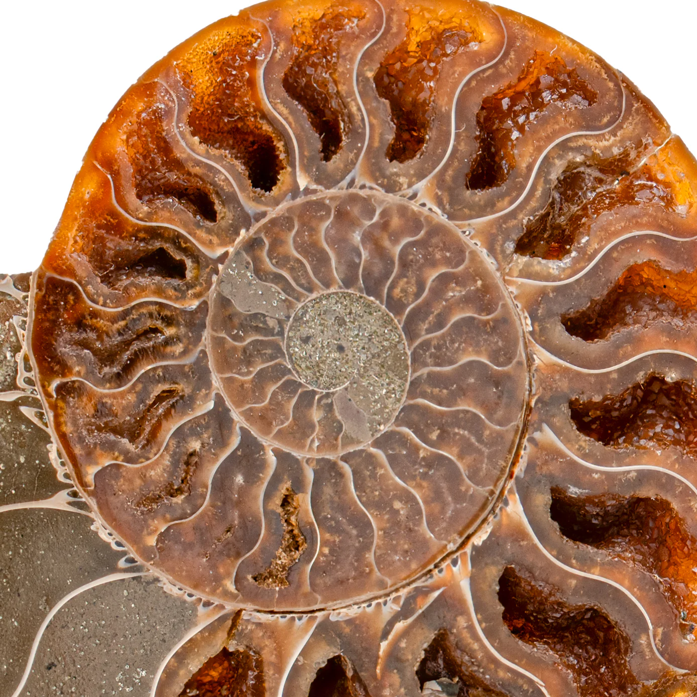 Polished Ammonite Split Pair - 3.666" Cleoniceras - Image 2