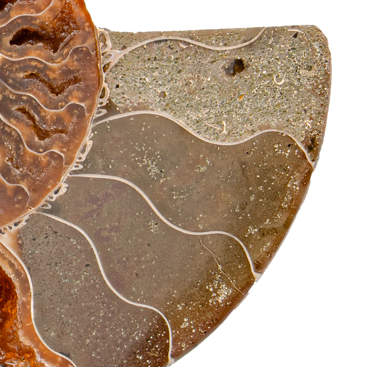 Polished Ammonite Split Pair - 3.666" Cleoniceras - Image 3