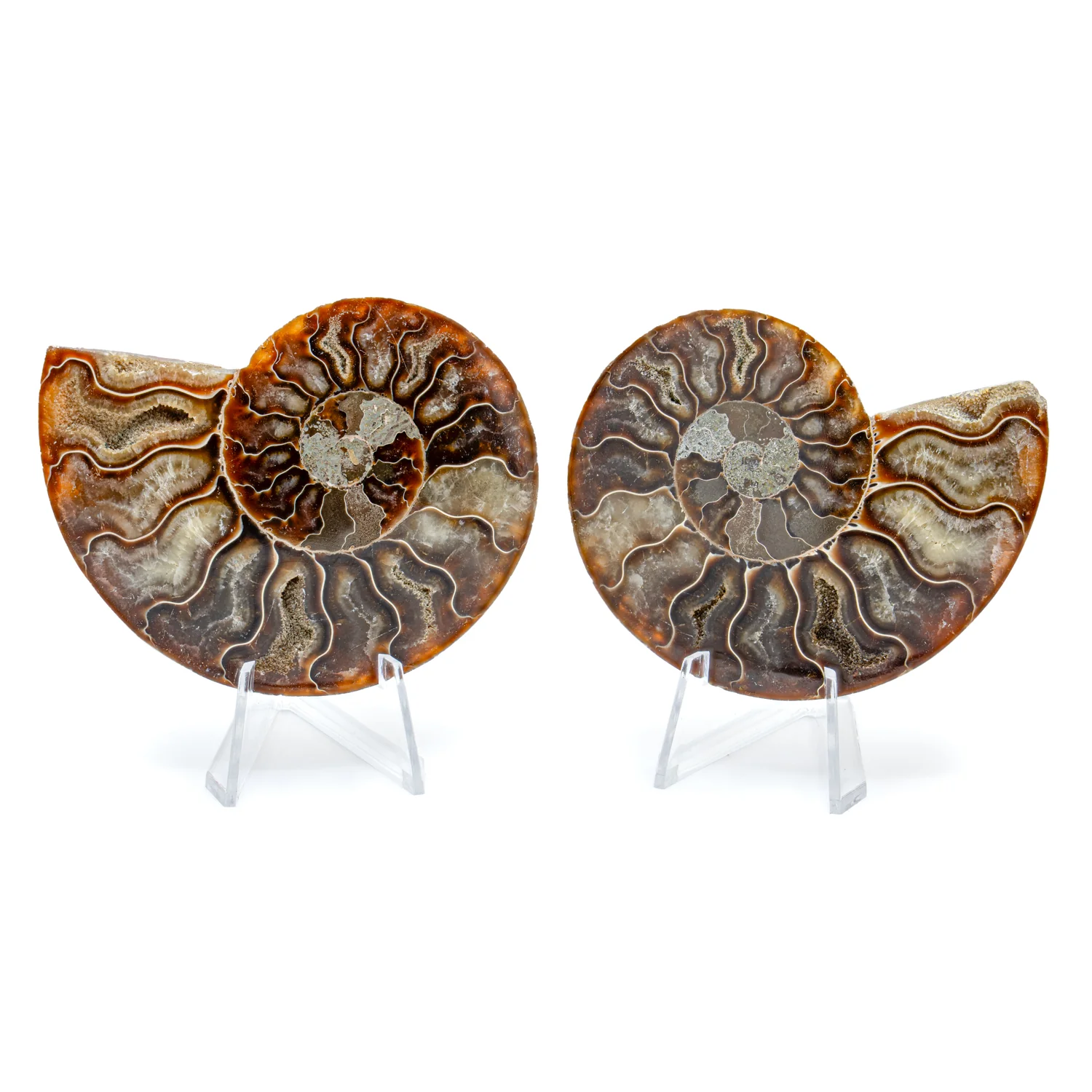 Polished Ammonite Split Pair - 3.730" Cleoniceras