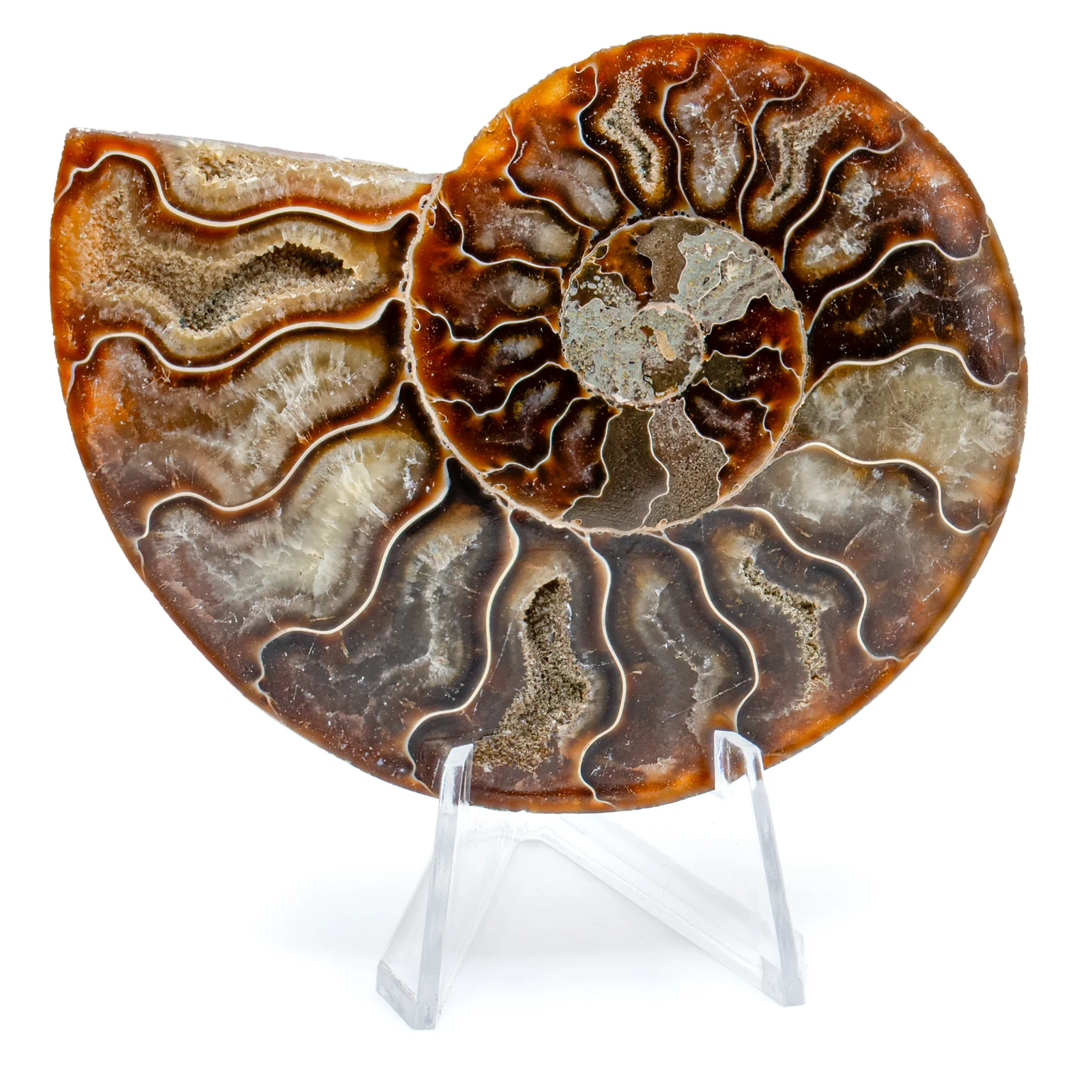 Polished Ammonite Split Pair - 3.730" Cleoniceras - Image 2