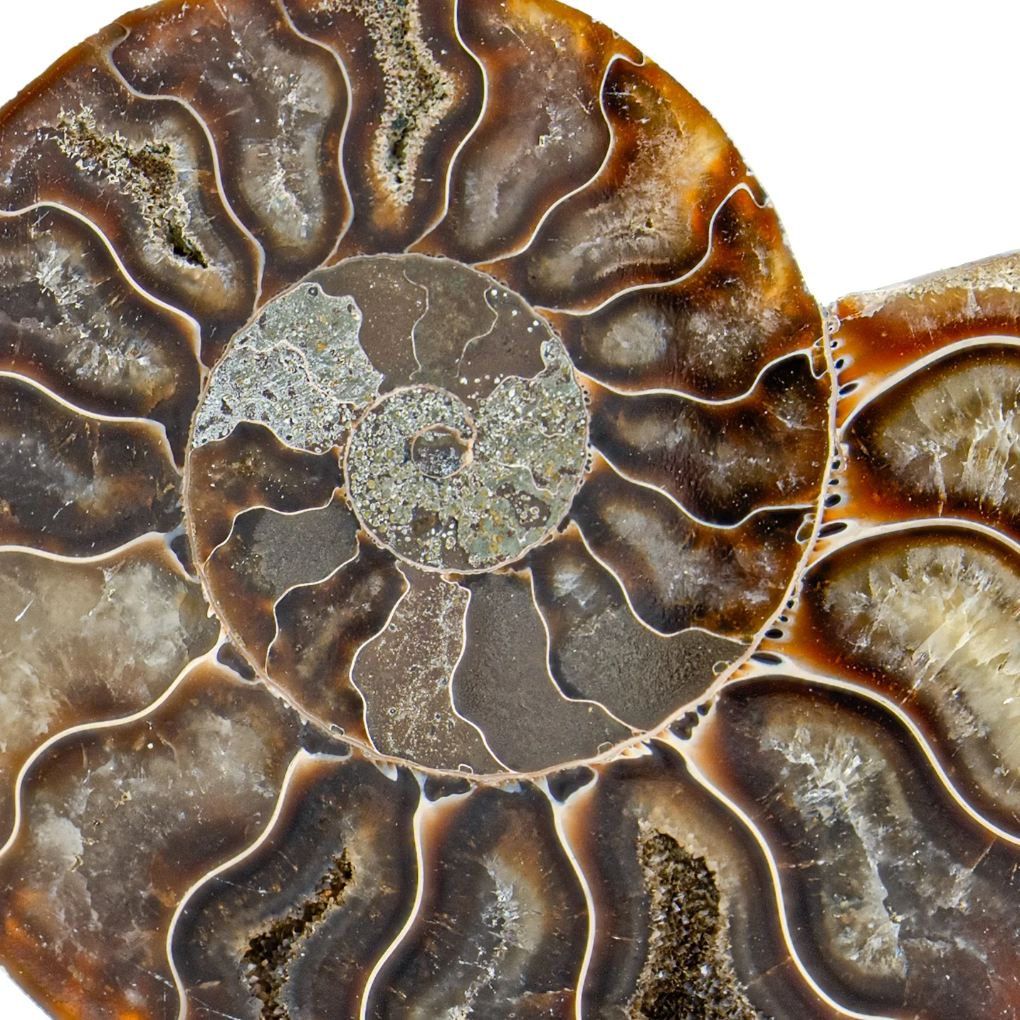 Polished Ammonite Split Pair - 3.730" Cleoniceras - Image 3