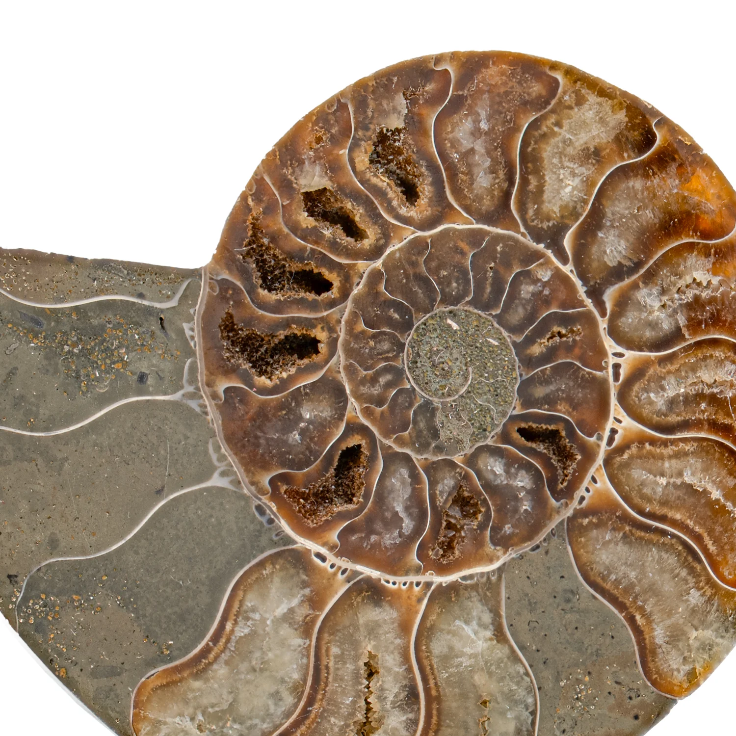 Polished Ammonite Split Pair - 3.913" Cleoniceras - Image 2