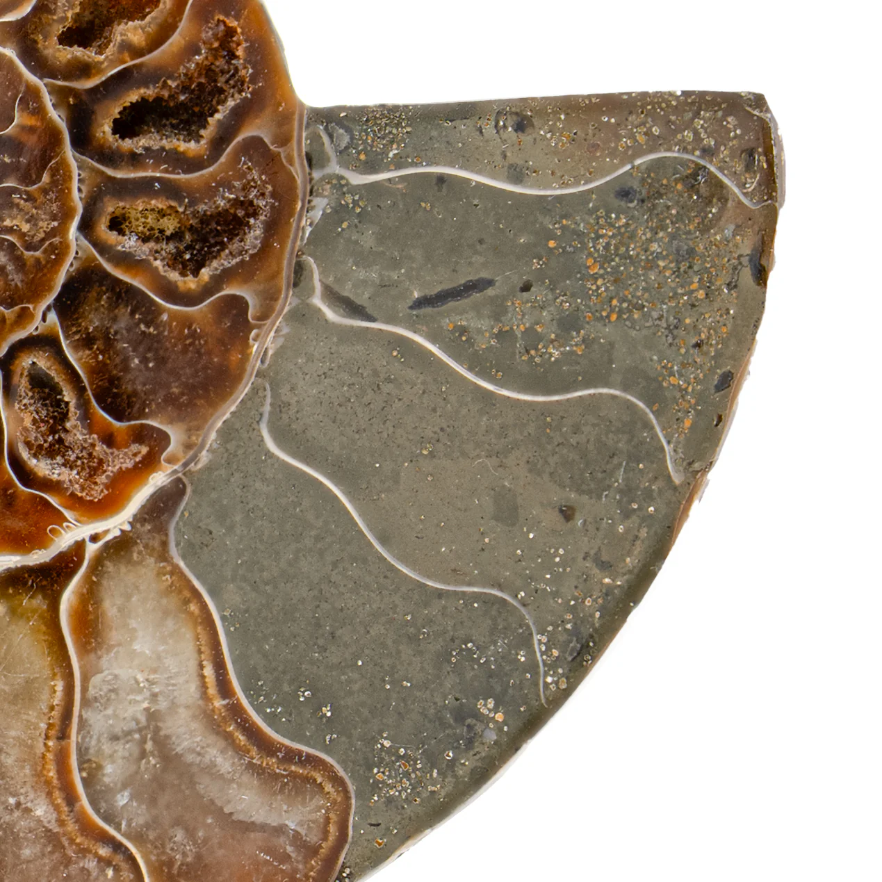 Polished Ammonite Split Pair - 3.913" Cleoniceras - Image 3