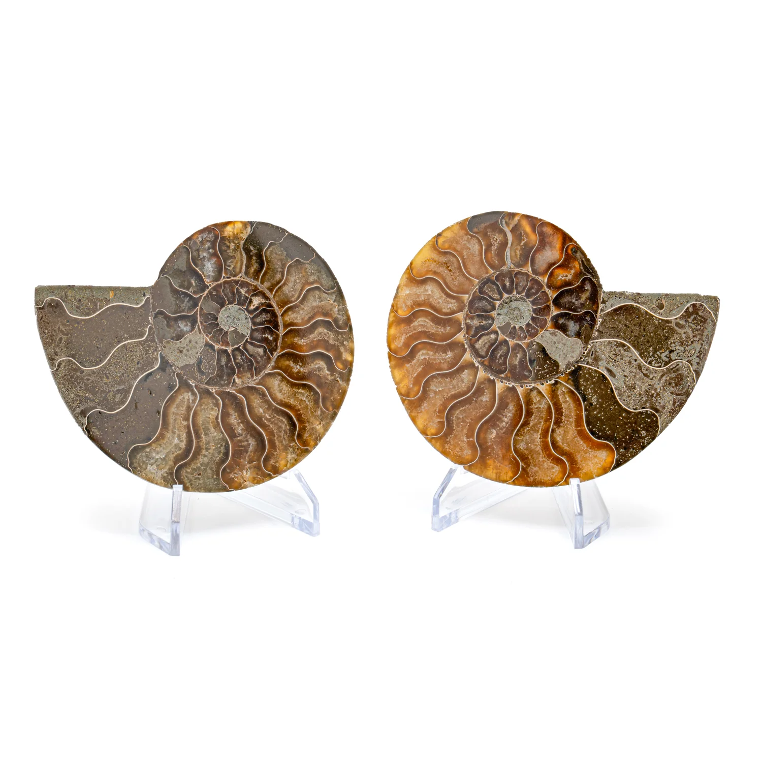 Polished Ammonite Split Pair - 3.948" Cleoniceras