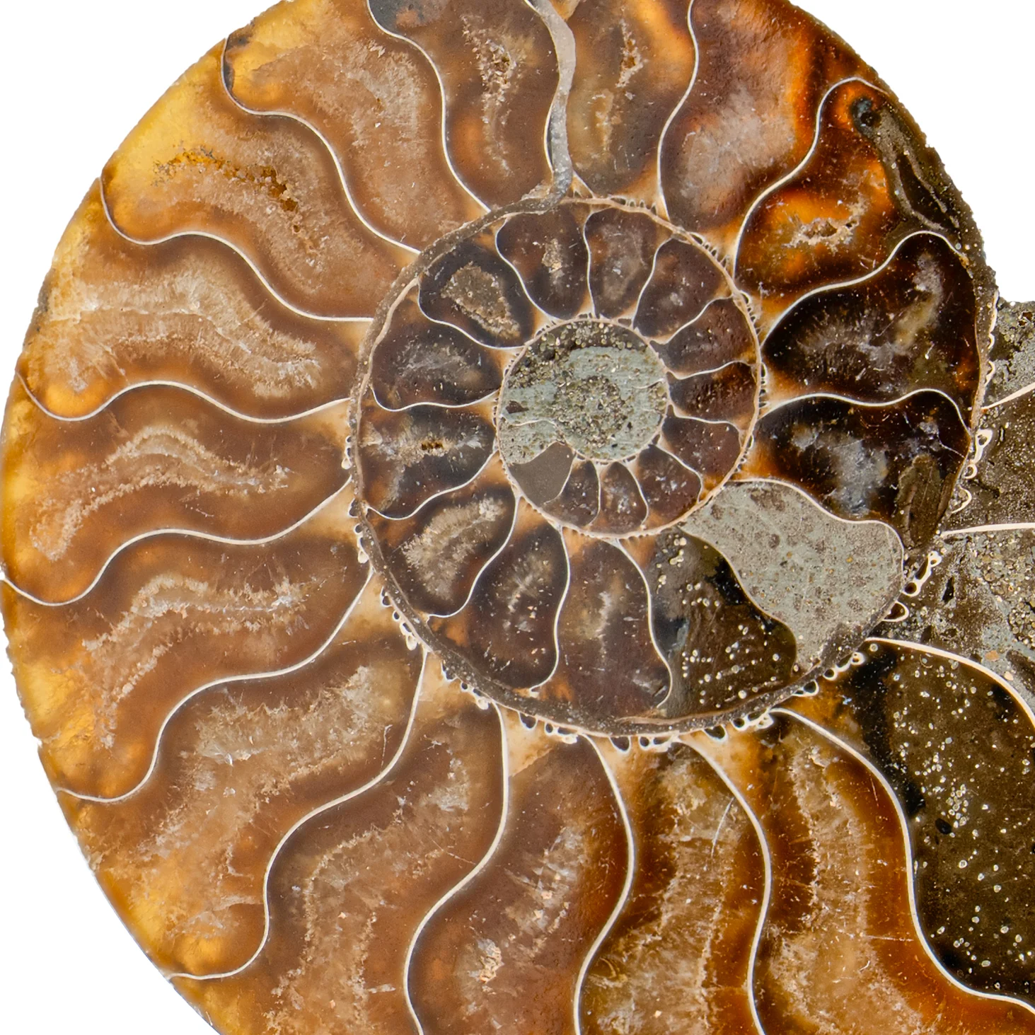 Polished Ammonite Split Pair - 3.948" Cleoniceras - Image 2