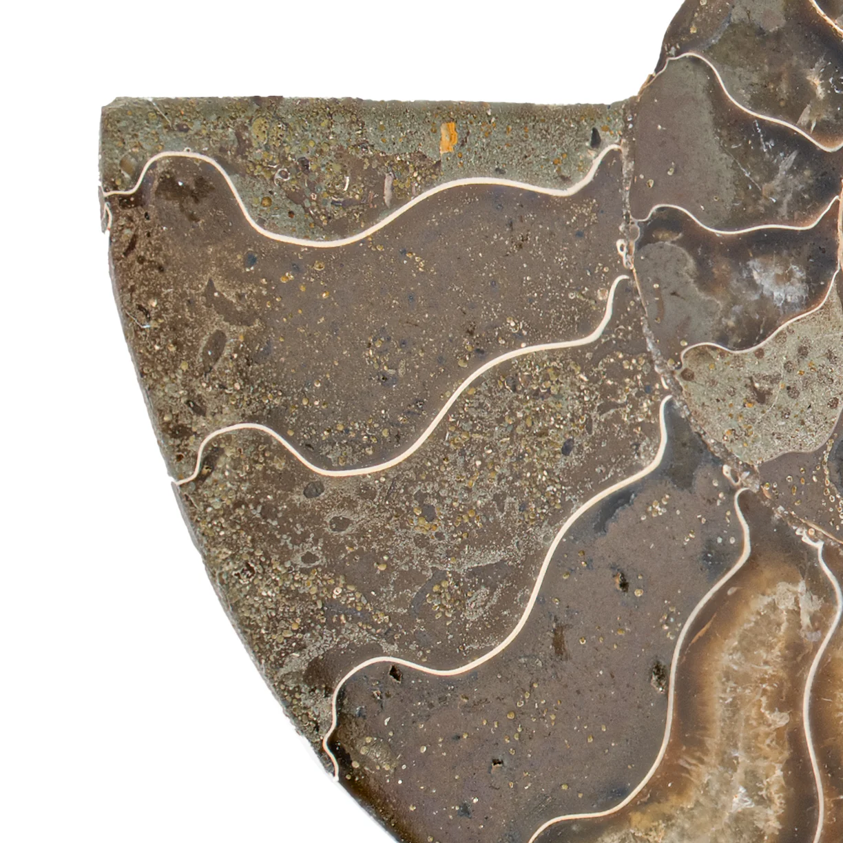 Polished Ammonite Split Pair - 3.948" Cleoniceras - Image 3