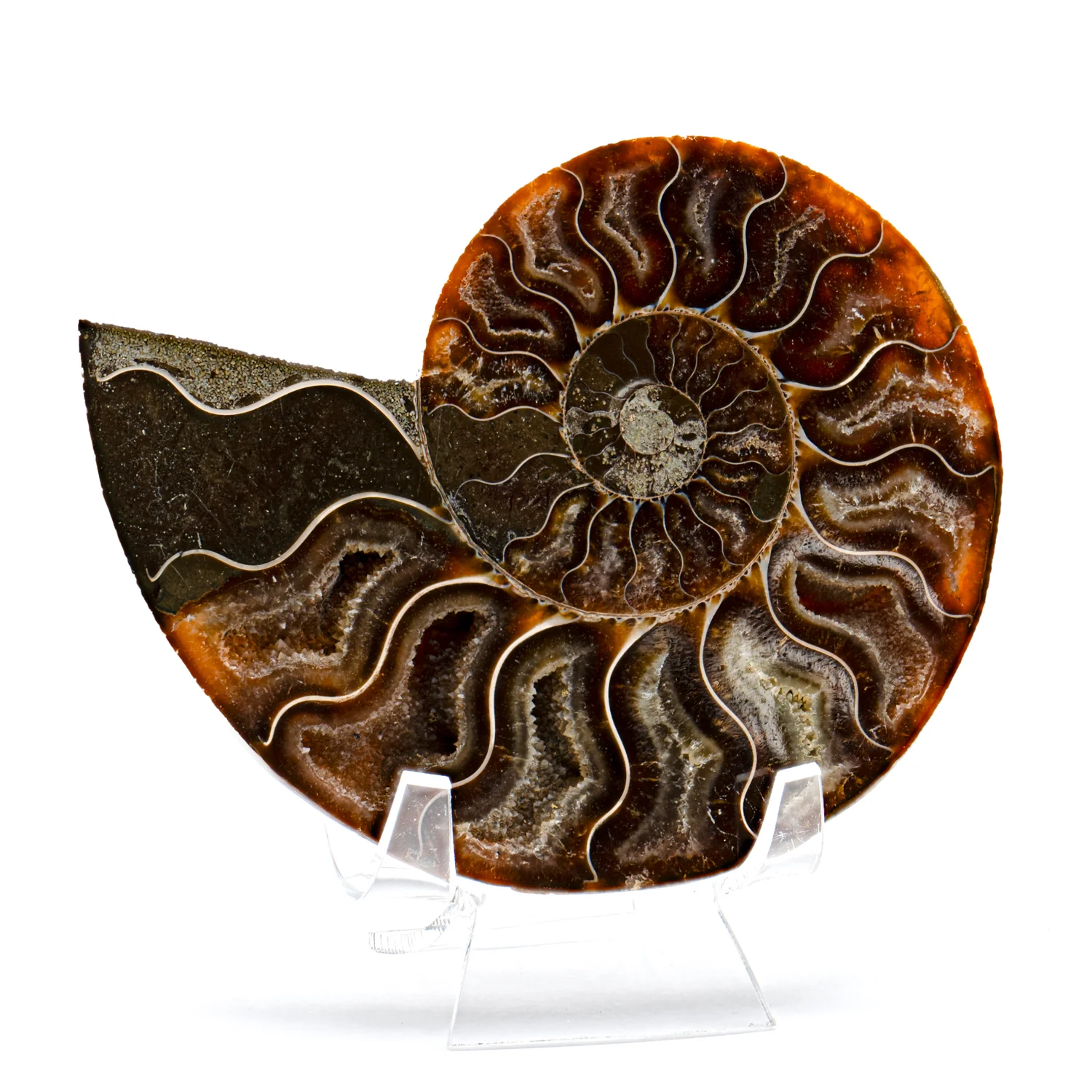 Polished Ammonite Split Pair - SOLD 4.272" Cleoniceras - Image 2