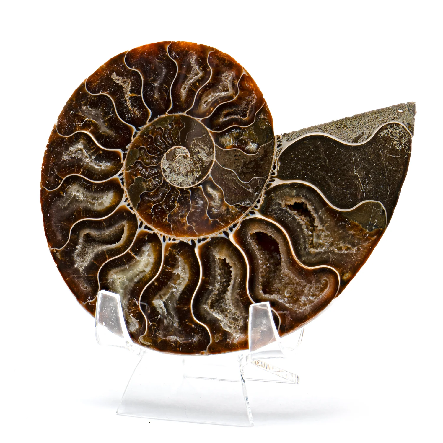 Polished Ammonite Split Pair - SOLD 4.272" Cleoniceras - Image 3