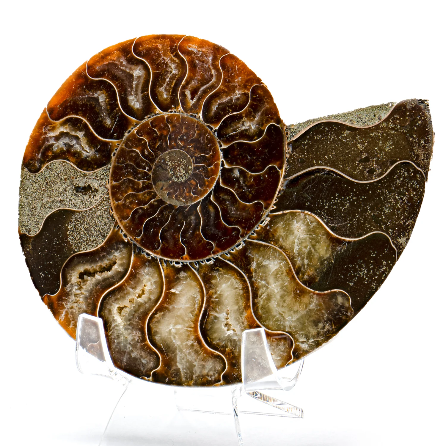 Polished Ammonite Split Pair - SOLD 4.429" Cleoniceras - Image 2