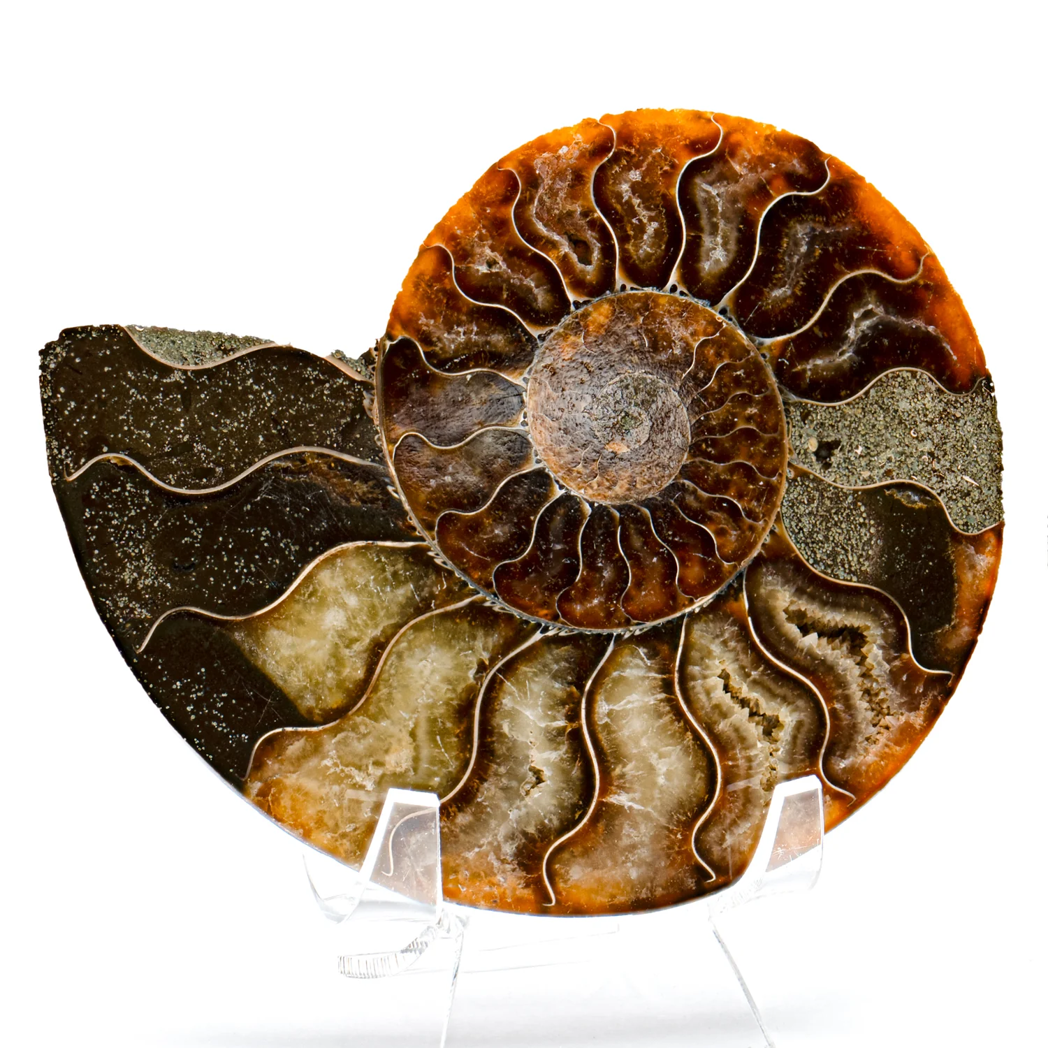 Polished Ammonite Split Pair - SOLD 4.429" Cleoniceras - Image 3