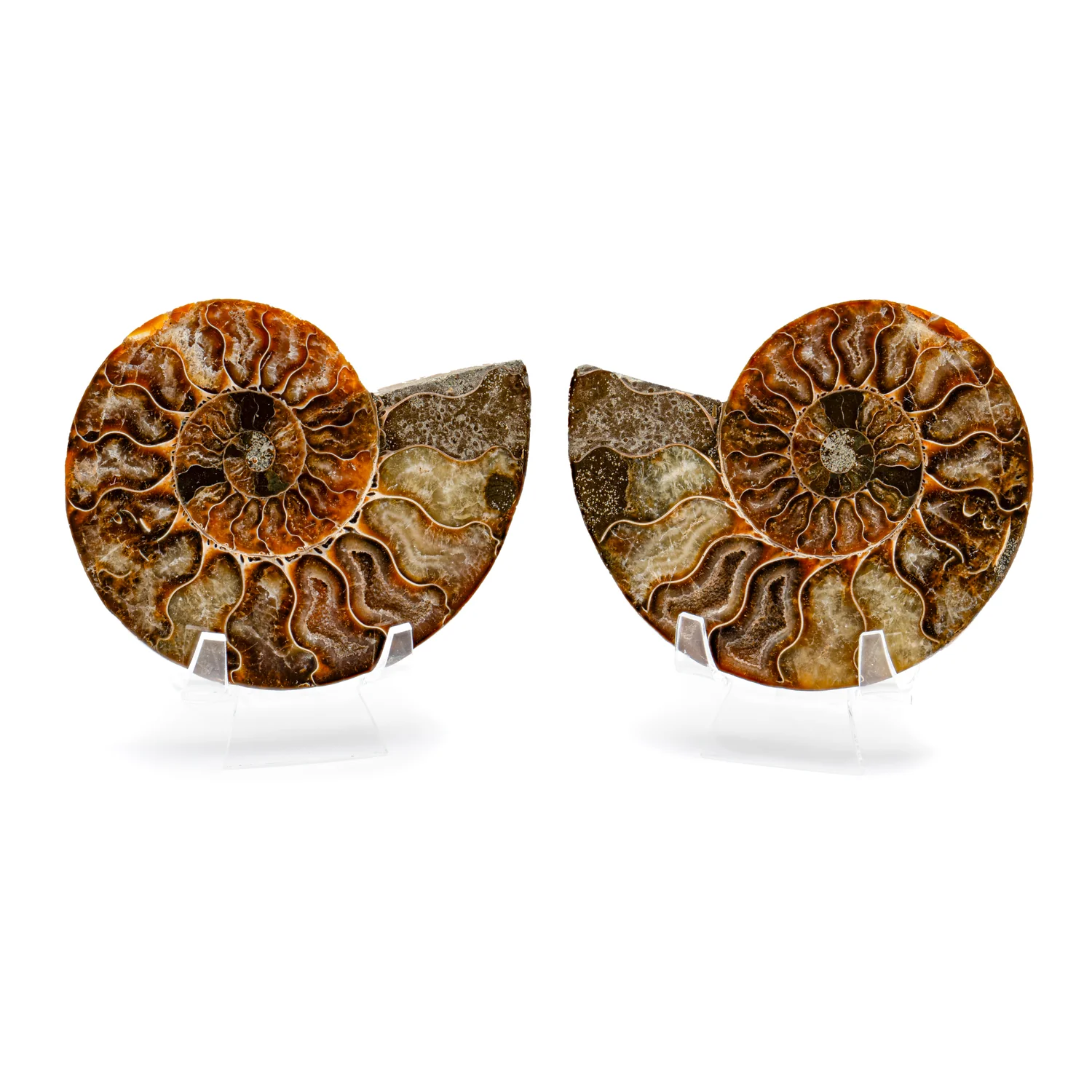Polished Ammonite Split Pair - SOLD 4.51" Cleoniceras