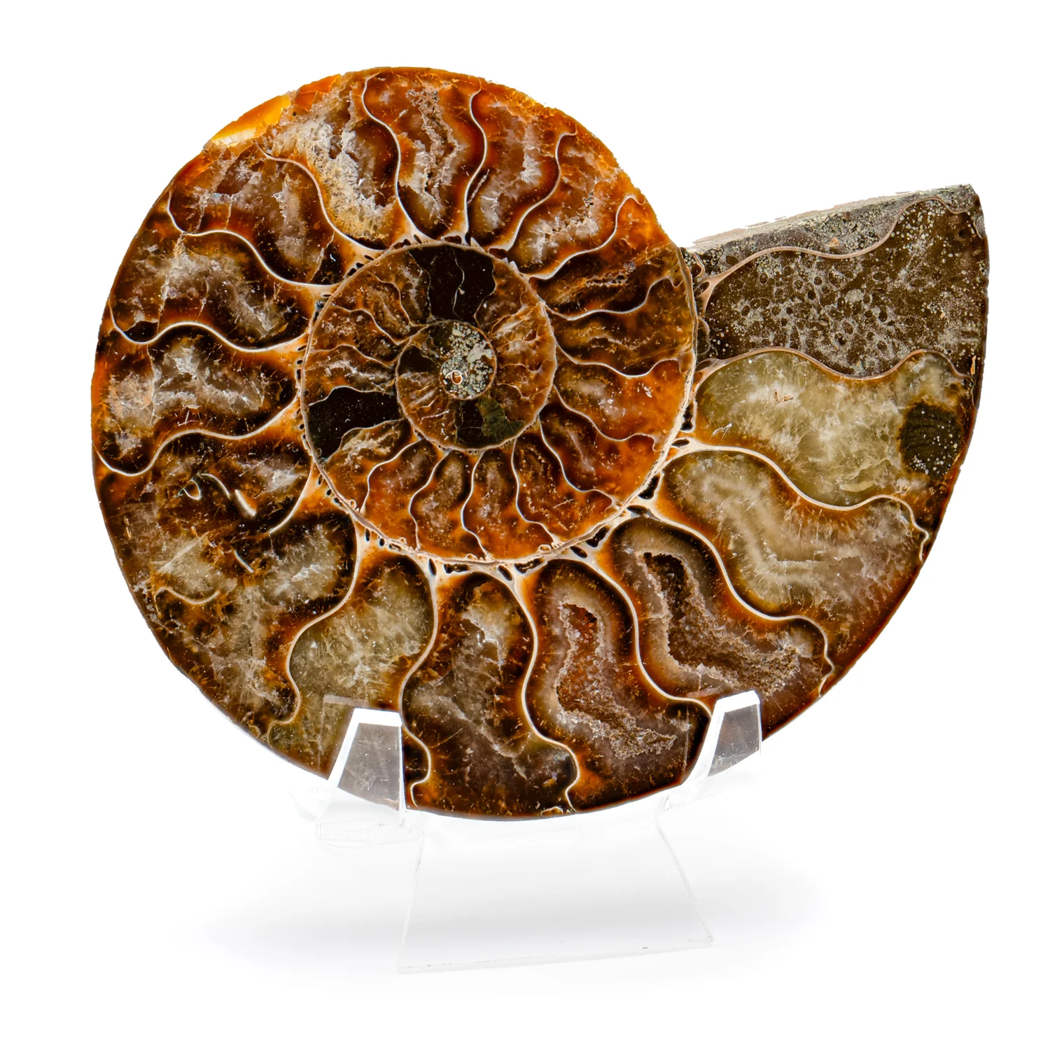 Polished Ammonite Split Pair - SOLD 4.51" Cleoniceras - Image 2