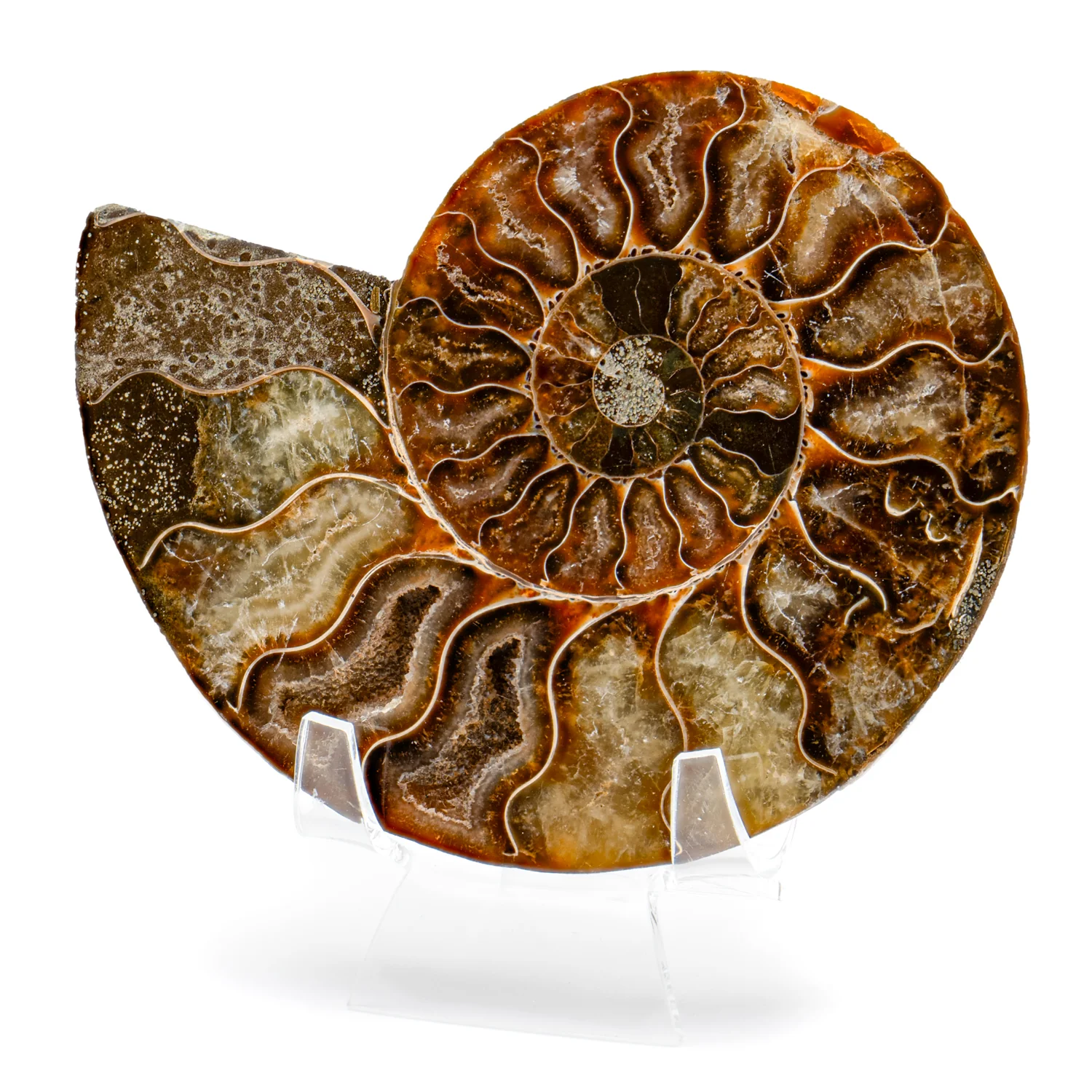 Polished Ammonite Split Pair - SOLD 4.51" Cleoniceras - Image 3