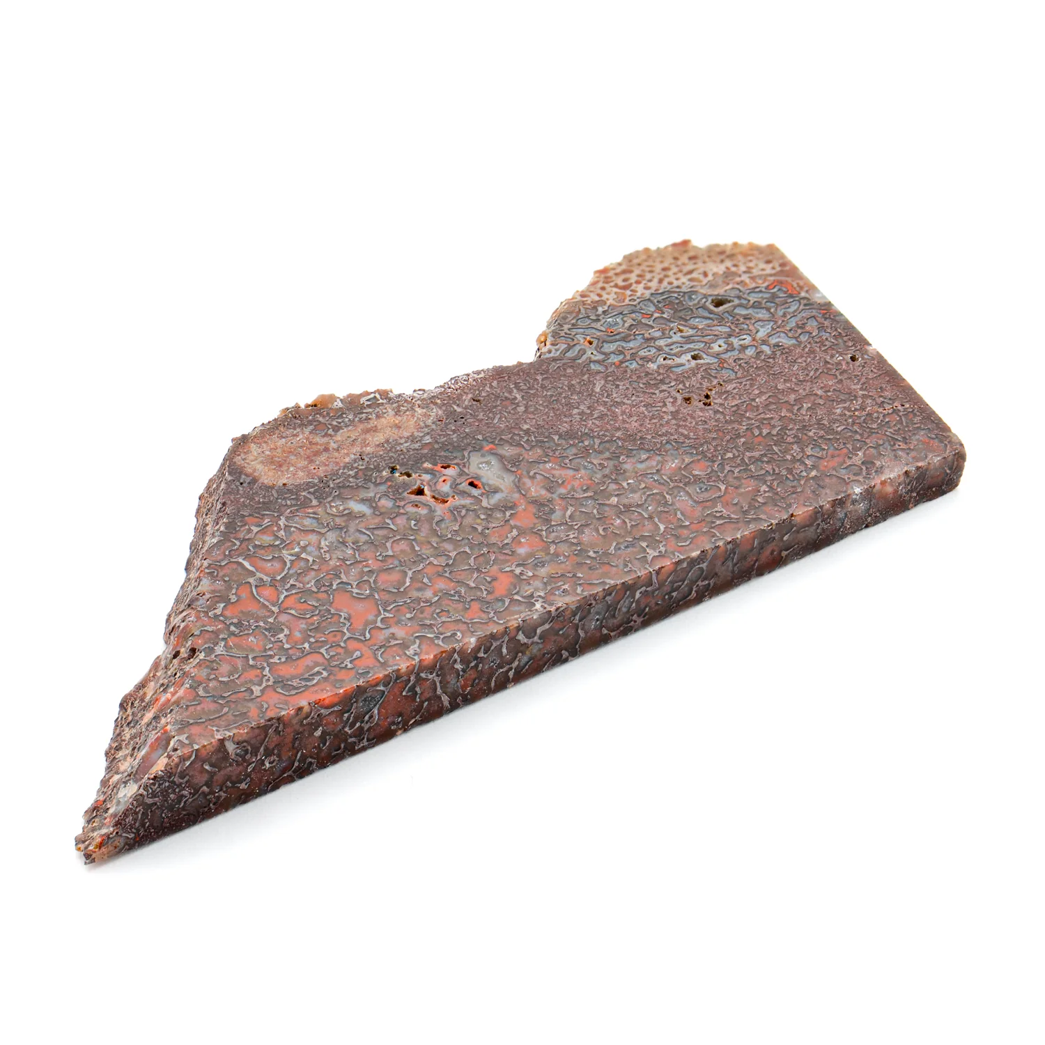 Polished Dinosaur Bone - SOLD 2.37" Slice - Image 2