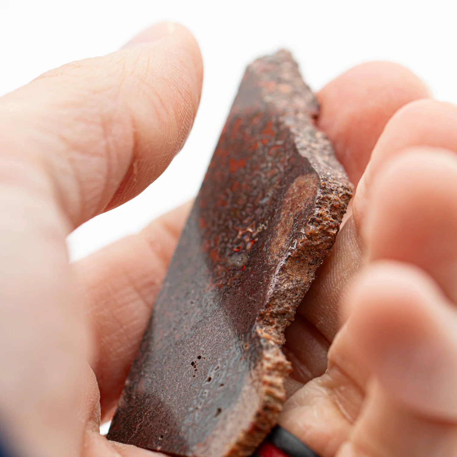 Polished Dinosaur Bone - SOLD 2.37" Slice - Image 3