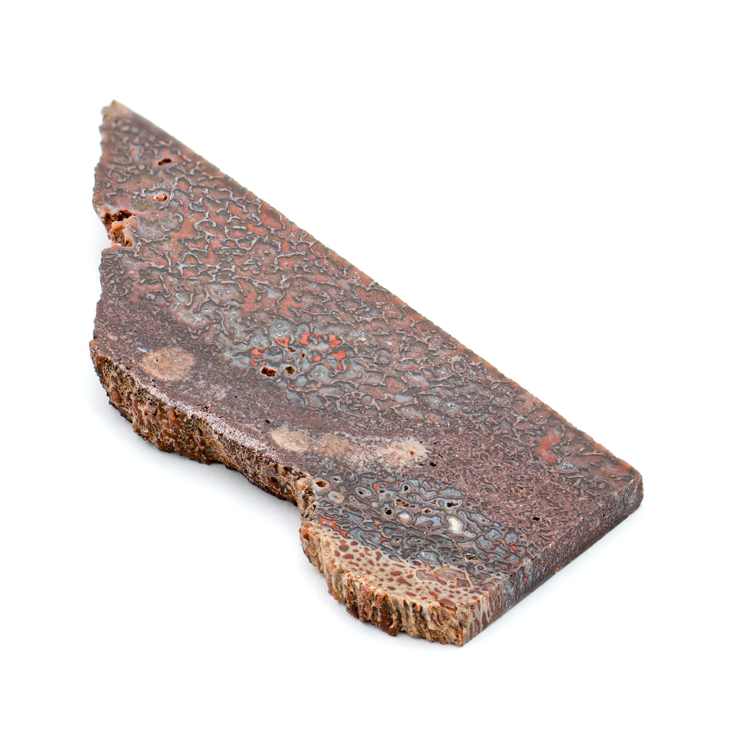 Polished Dinosaur Bone - SOLD 2.37" Slice - Image 4