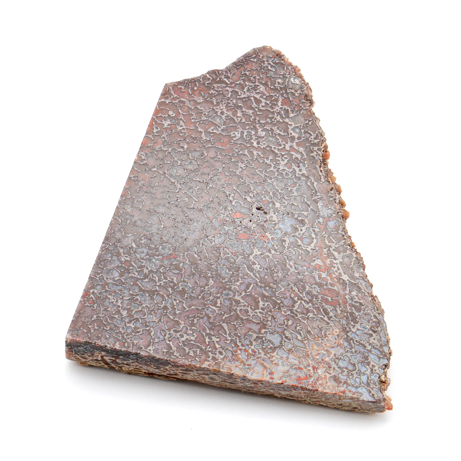 Polished Dinosaur Bone - SOLD 2.70" Slice