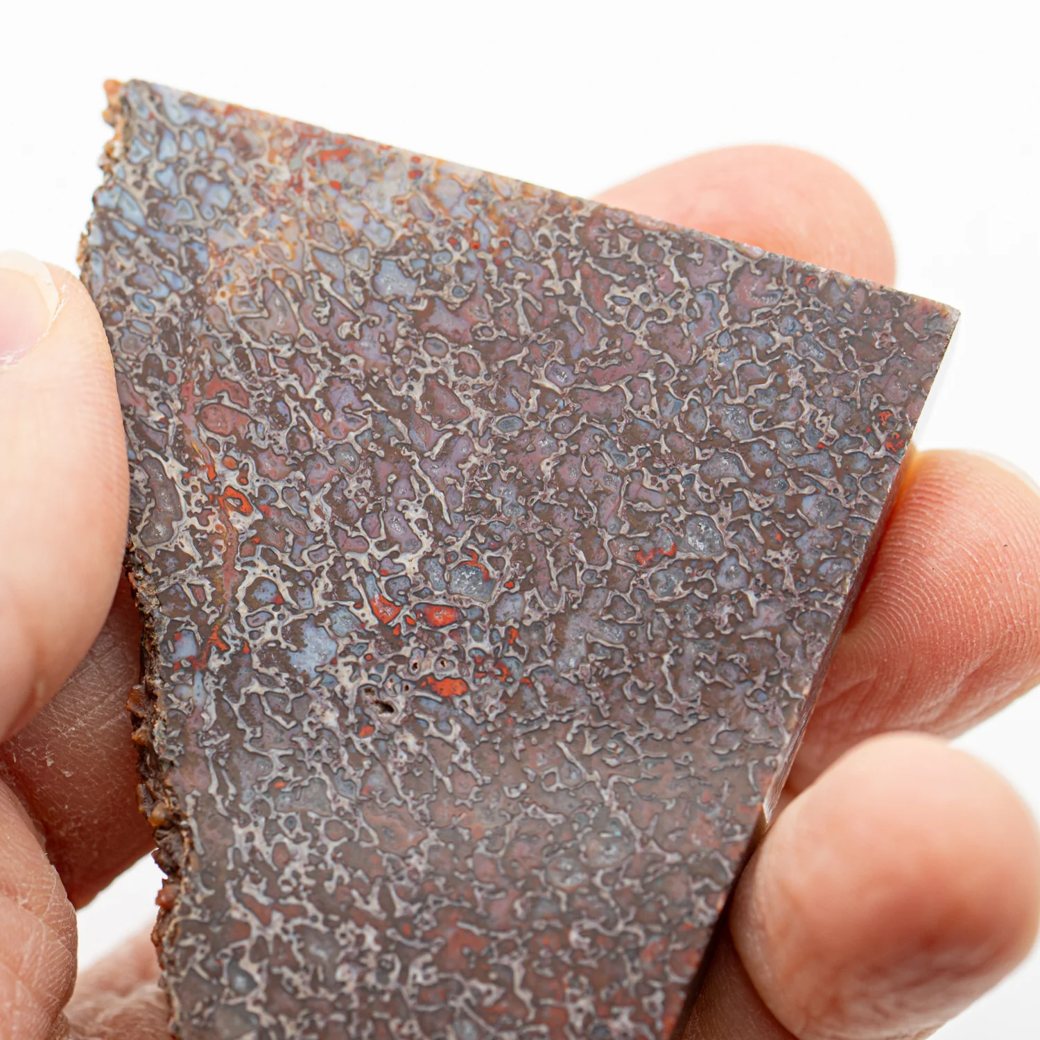 Polished Dinosaur Bone - SOLD 2.70" Slice - Image 2