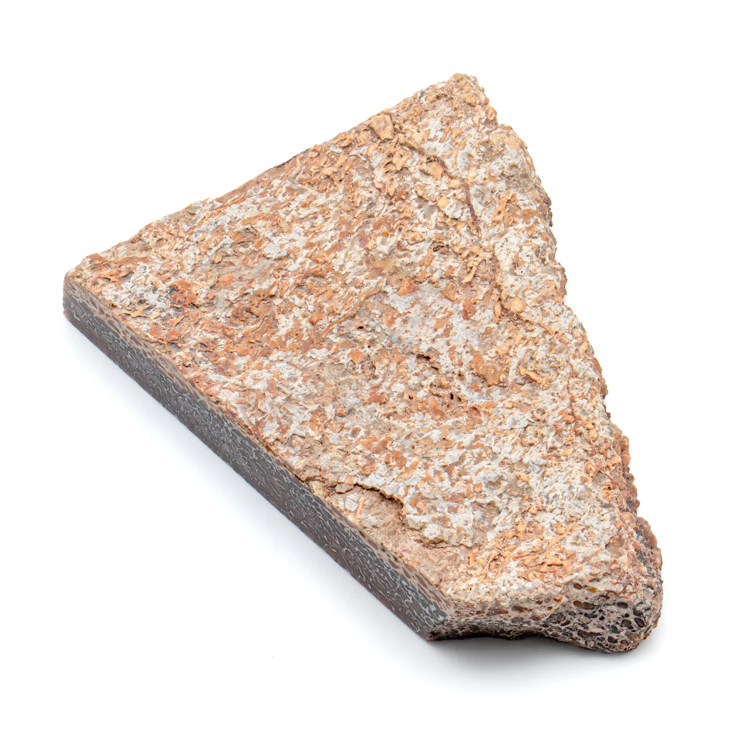 Polished Dinosaur Bone - SOLD 2.70" Slice - Image 3