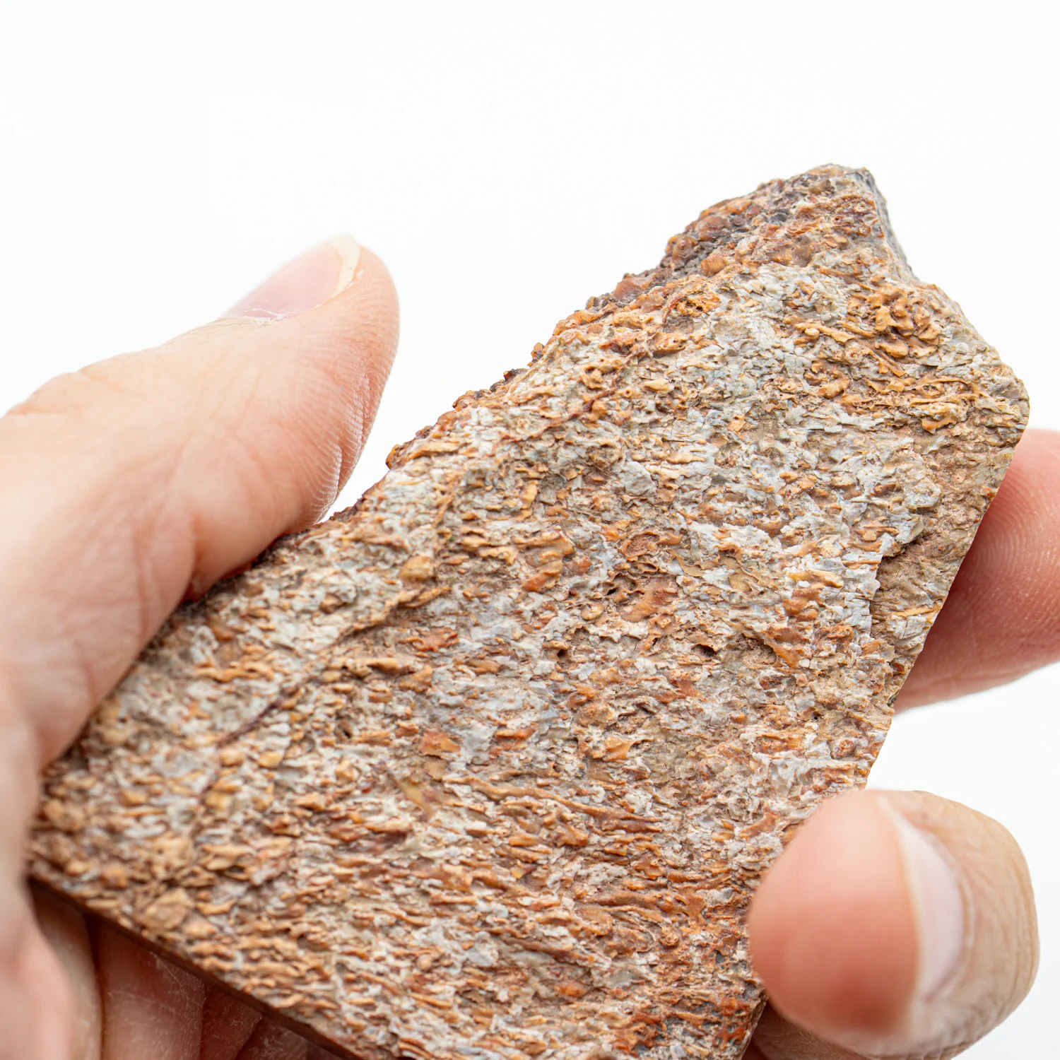 Polished Dinosaur Bone - SOLD 2.70" Slice - Image 4
