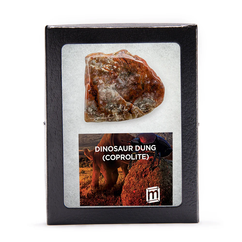 Polished Dinosaur Dung (Coprolite) Slice