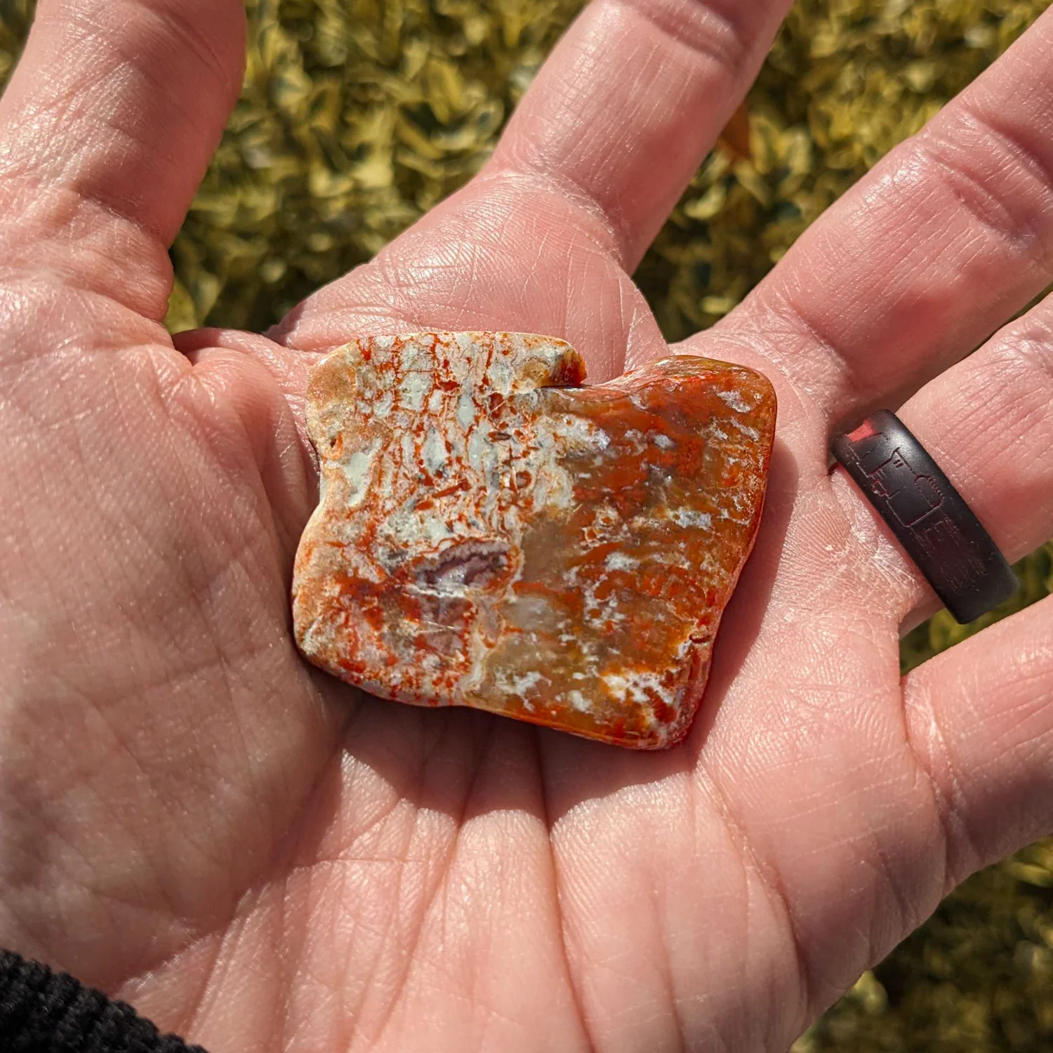 Polished Dinosaur Dung (Coprolite) Slice - Image 10