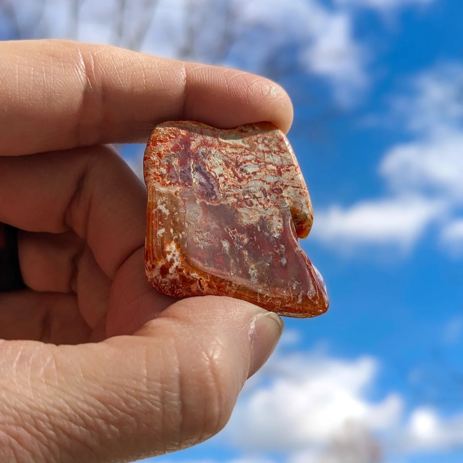 Polished Dinosaur Dung (Coprolite) Slice - Image 2