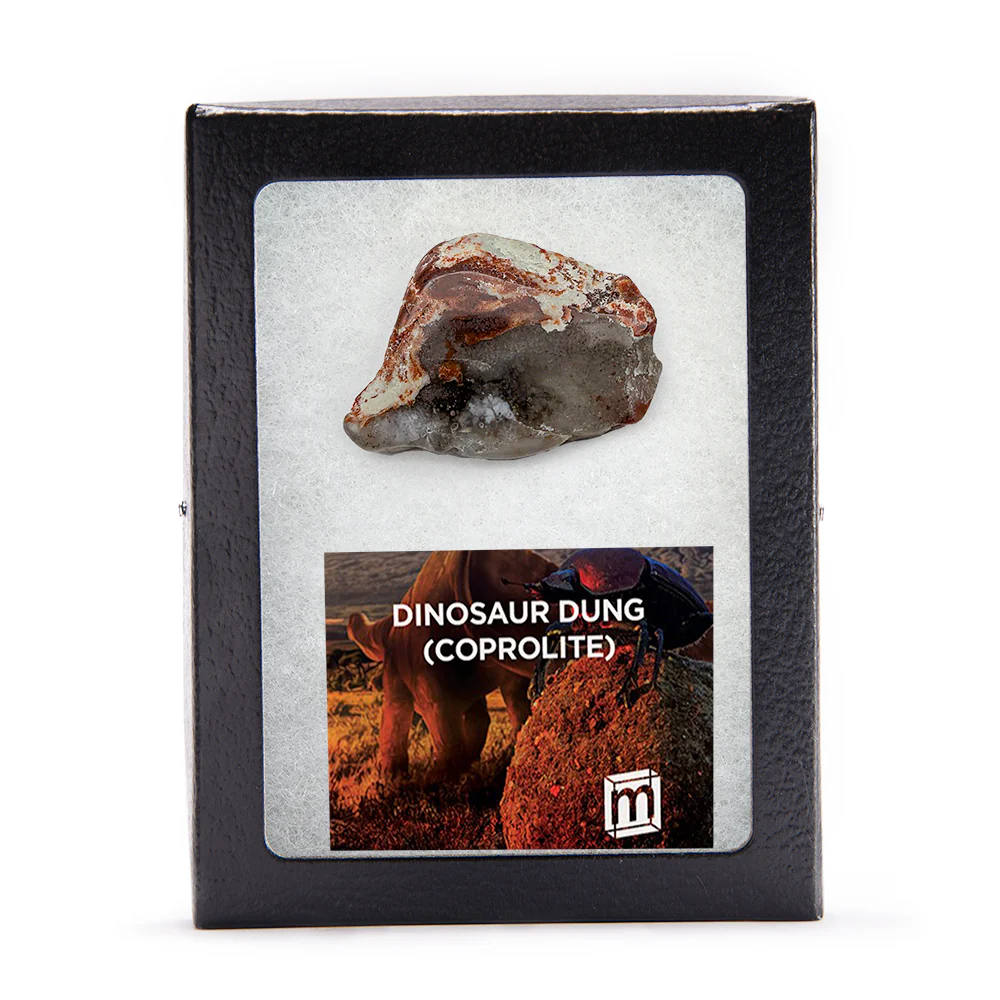 Polished Dinosaur Dung (Coprolite) Slice - Image 3