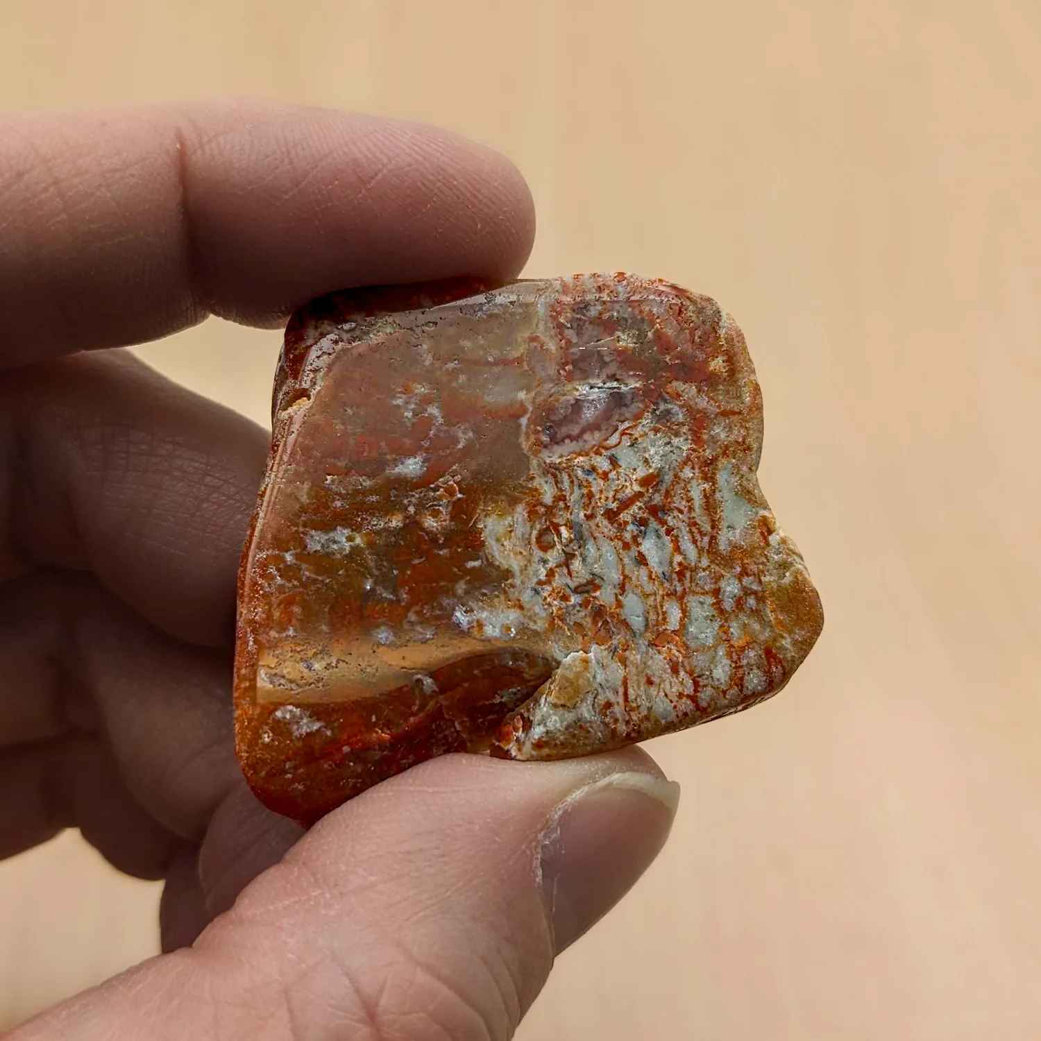 Polished Dinosaur Dung (Coprolite) Slice - Image 4