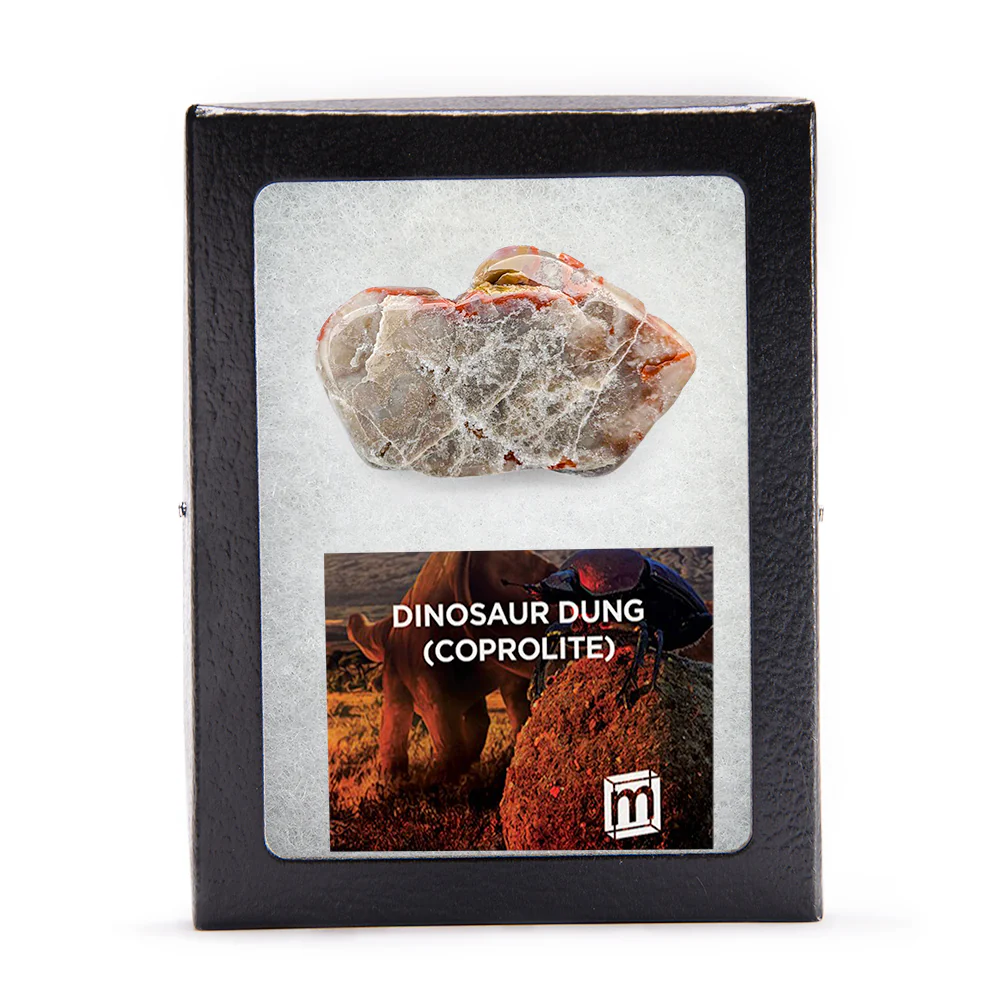 Polished Dinosaur Dung (Coprolite) Slice - Image 5
