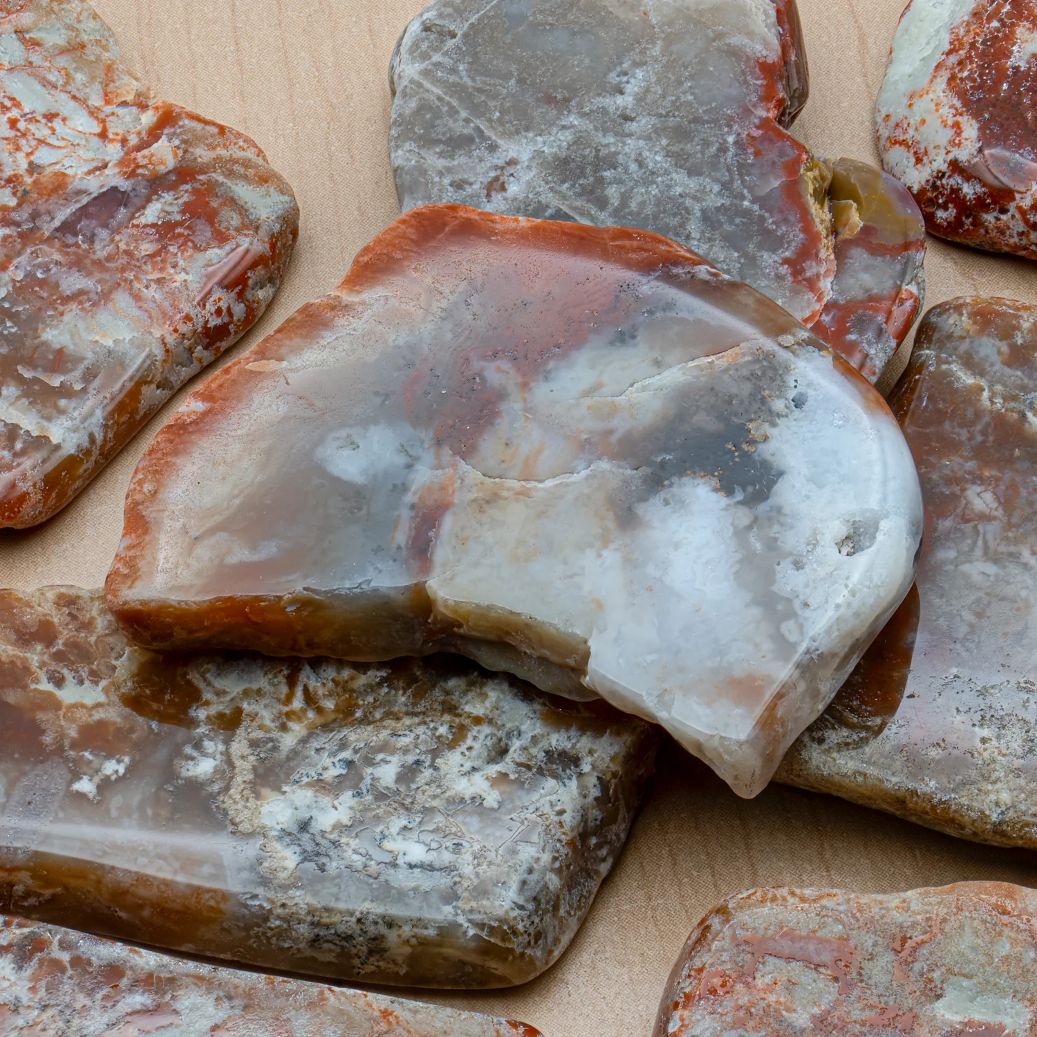 Polished Dinosaur Dung (Coprolite) Slice - Image 6
