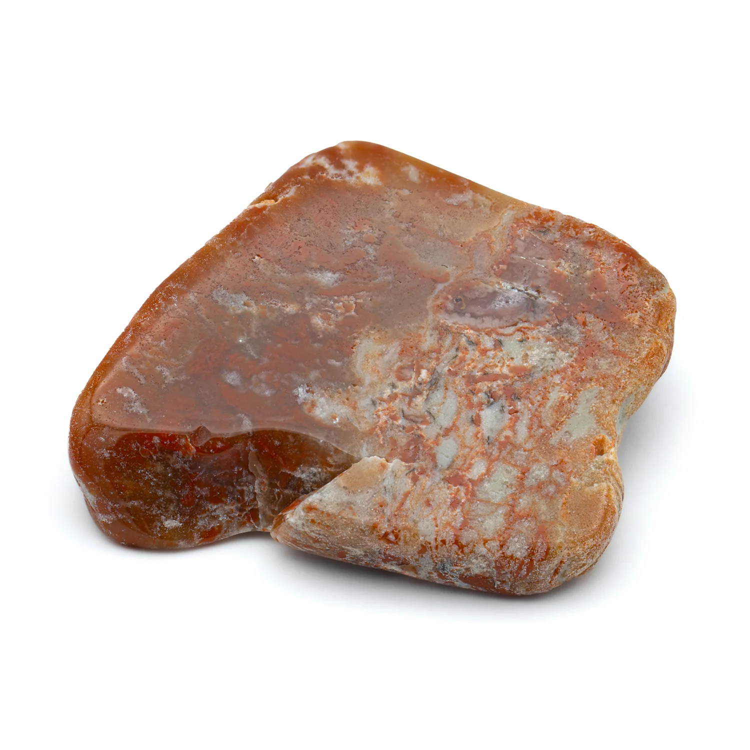 Polished Dinosaur Dung (Coprolite) Slice - Image 8