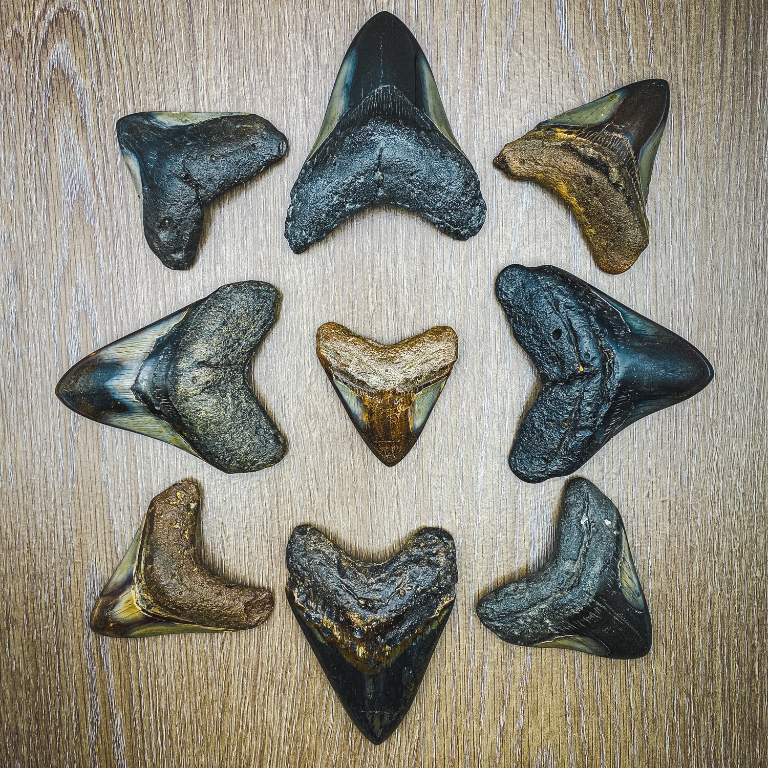 Megalodon Tooth (Boxed Sizes) Polished - Image 10