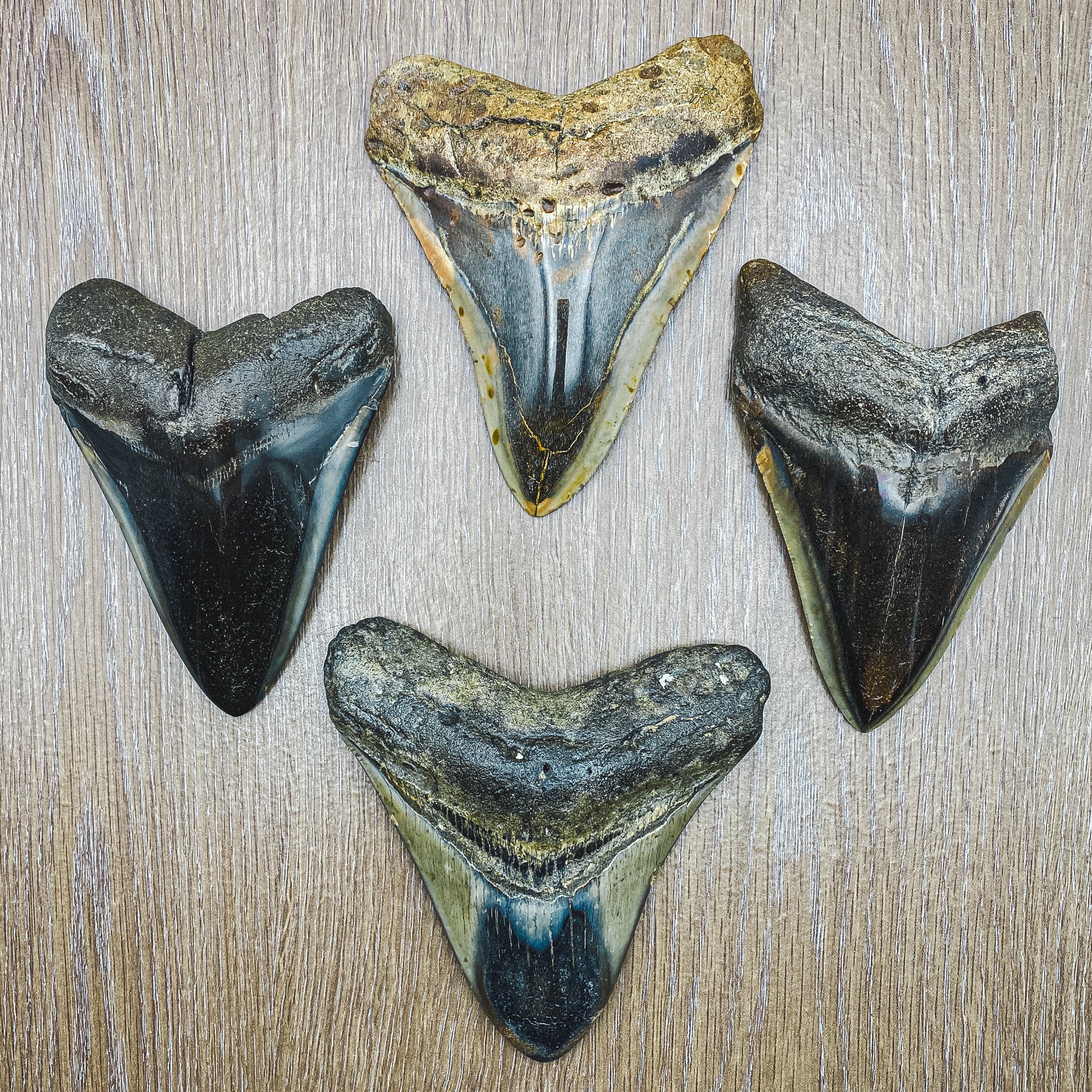 Megalodon Tooth (Boxed Sizes) Polished - Image 11