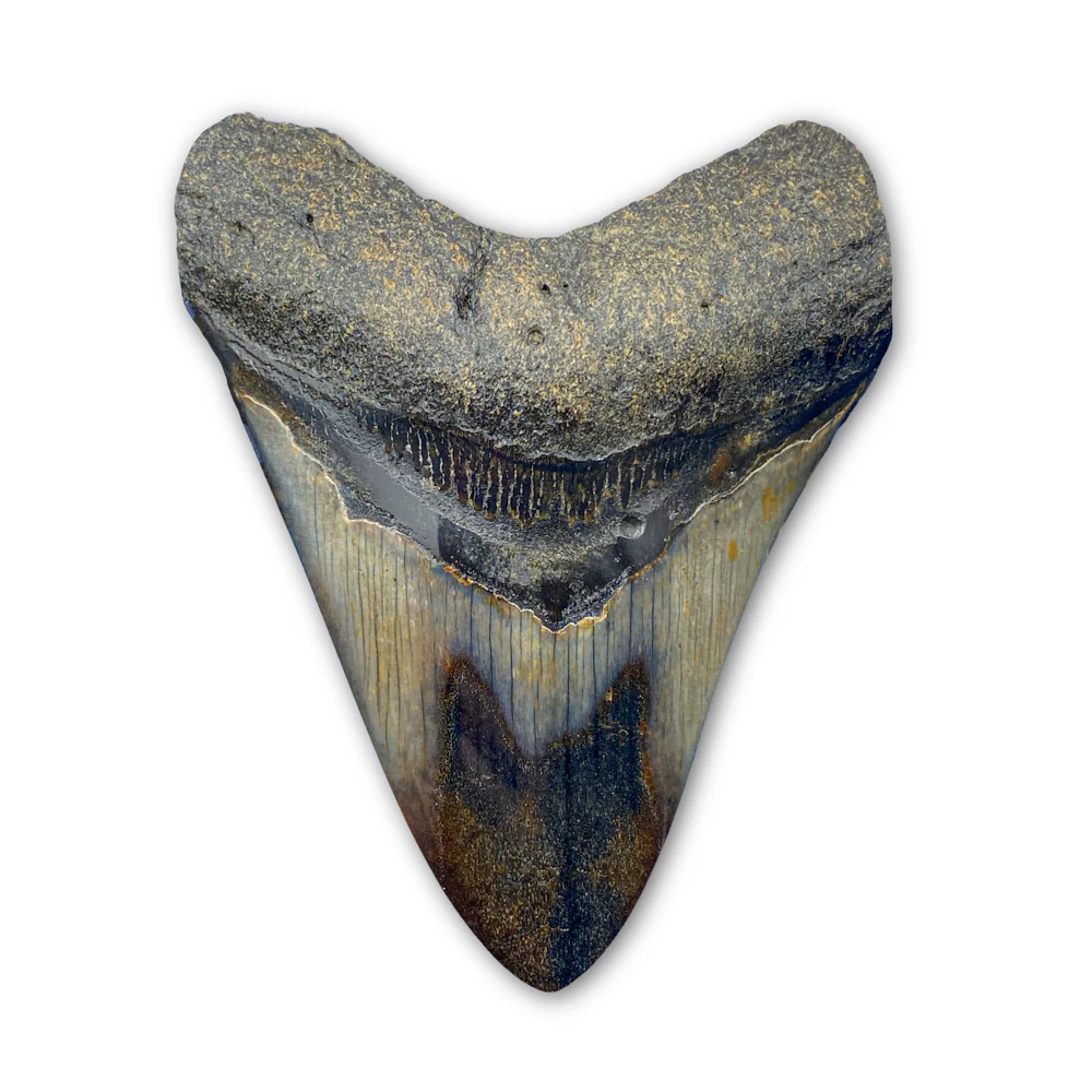 Megalodon Tooth (Boxed Sizes) Polished - Image 3